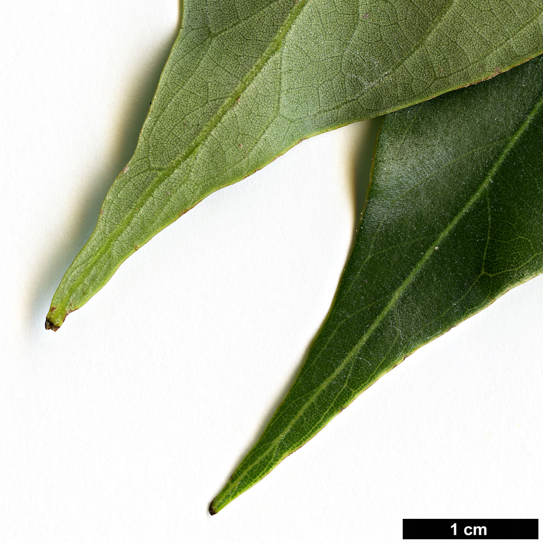 High resolution image: Family: Fagaceae - Genus: Lithocarpus - Taxon: cleistocarpus