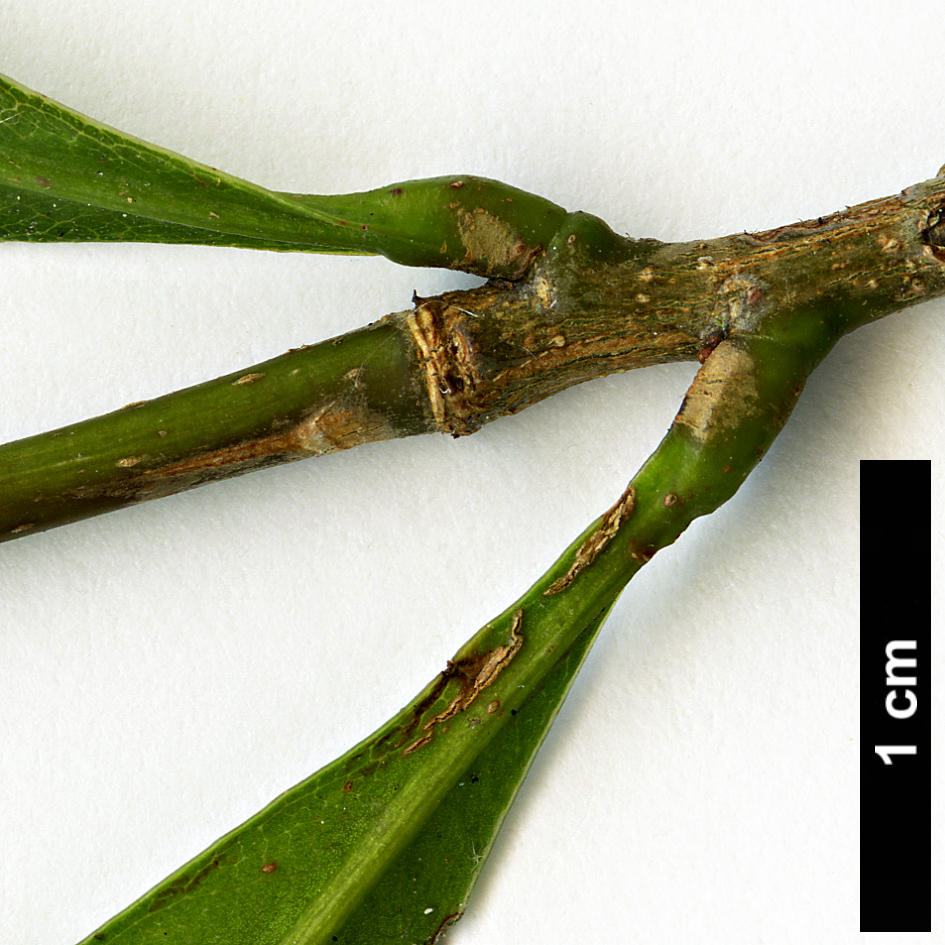 High resolution image: Family: Fagaceae - Genus: Lithocarpus - Taxon: hancei