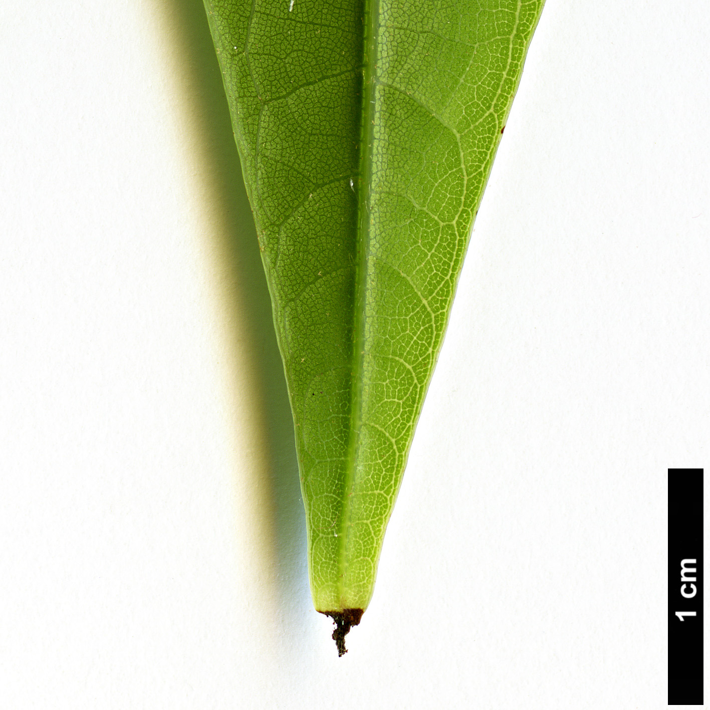 High resolution image: Family: Fagaceae - Genus: Lithocarpus - Taxon: henryi