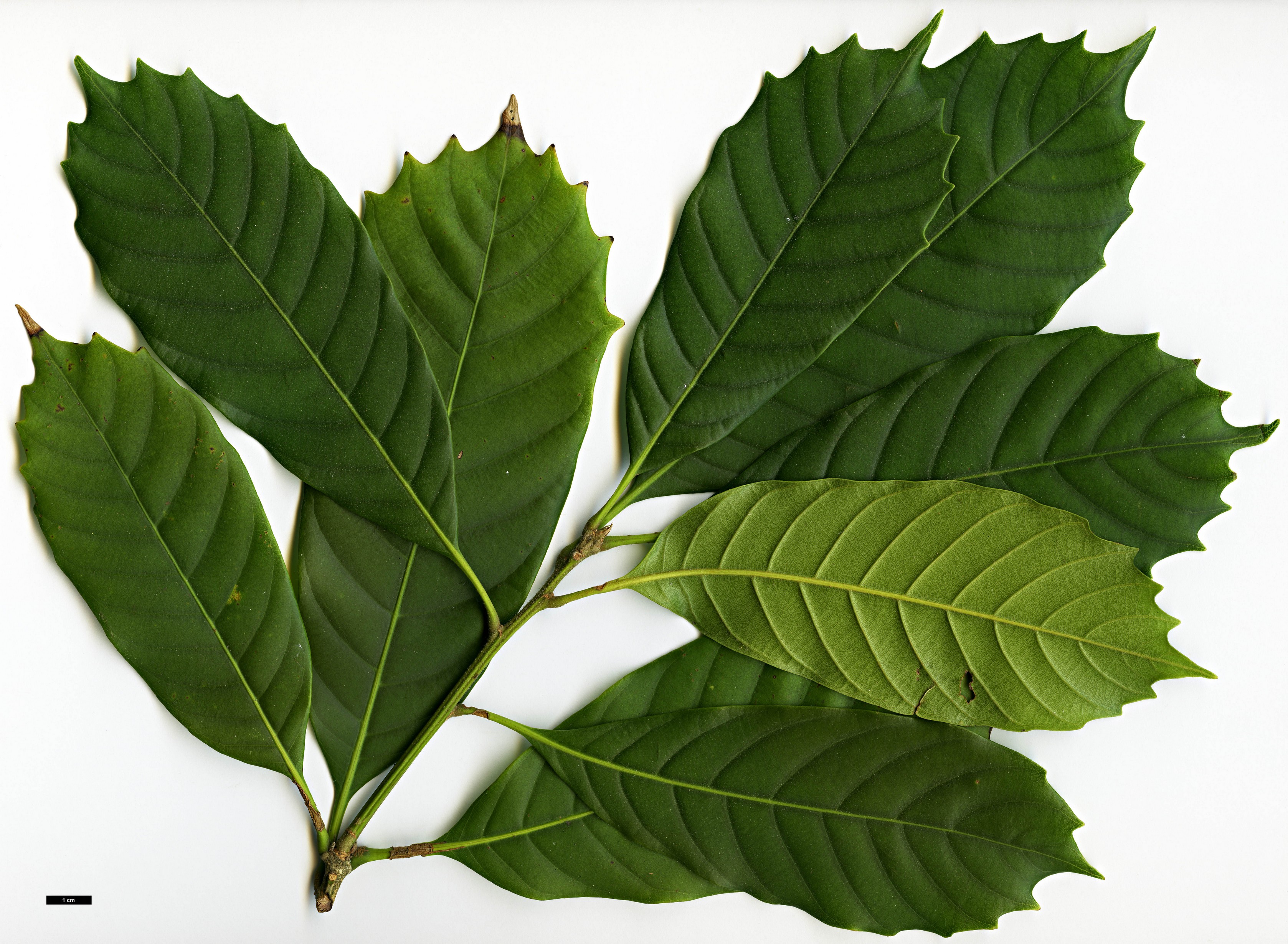 High resolution image: Family: Fagaceae - Genus: Lithocarpus - Taxon: kawakamii
