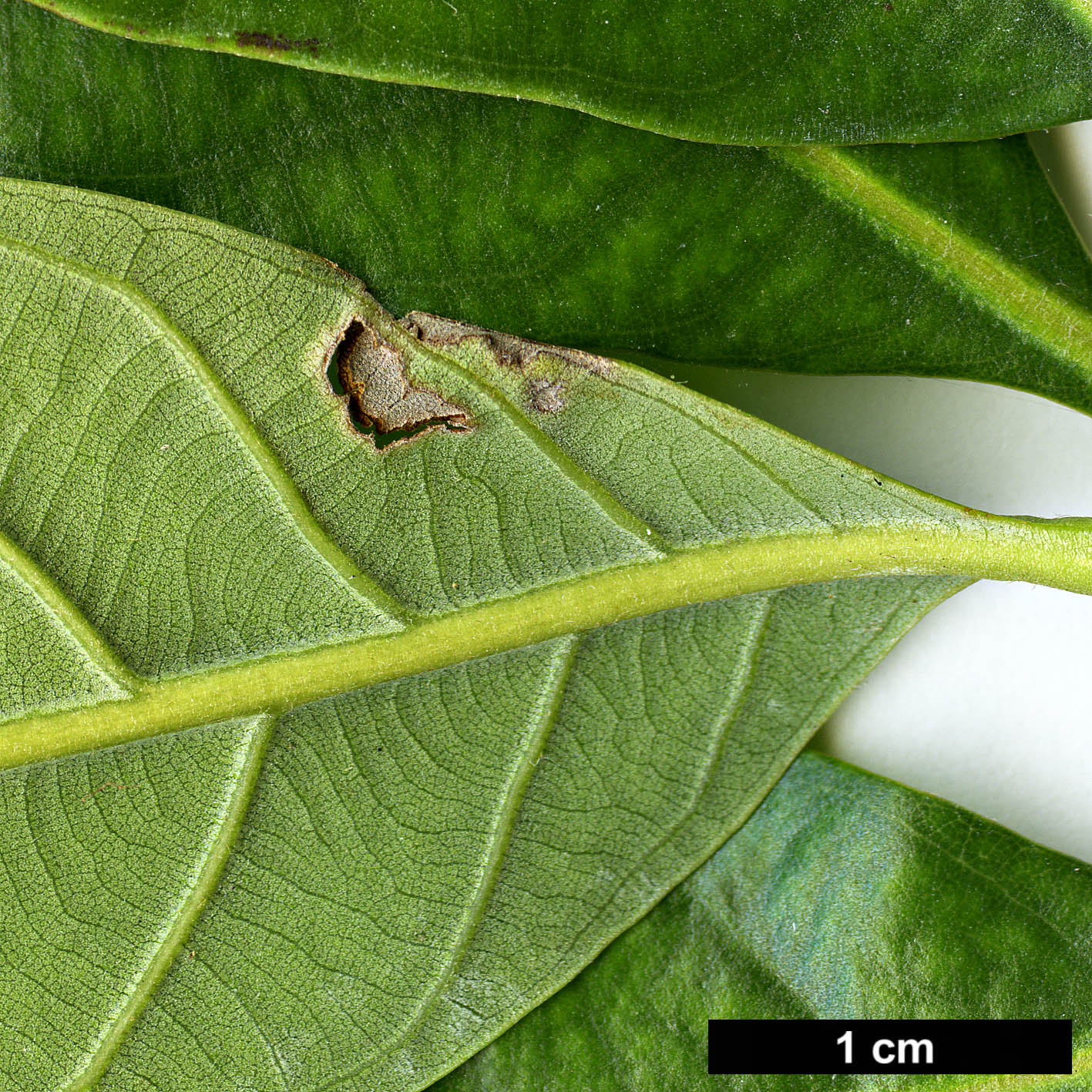 High resolution image: Family: Fagaceae - Genus: Lithocarpus - Taxon: lepidocarpus