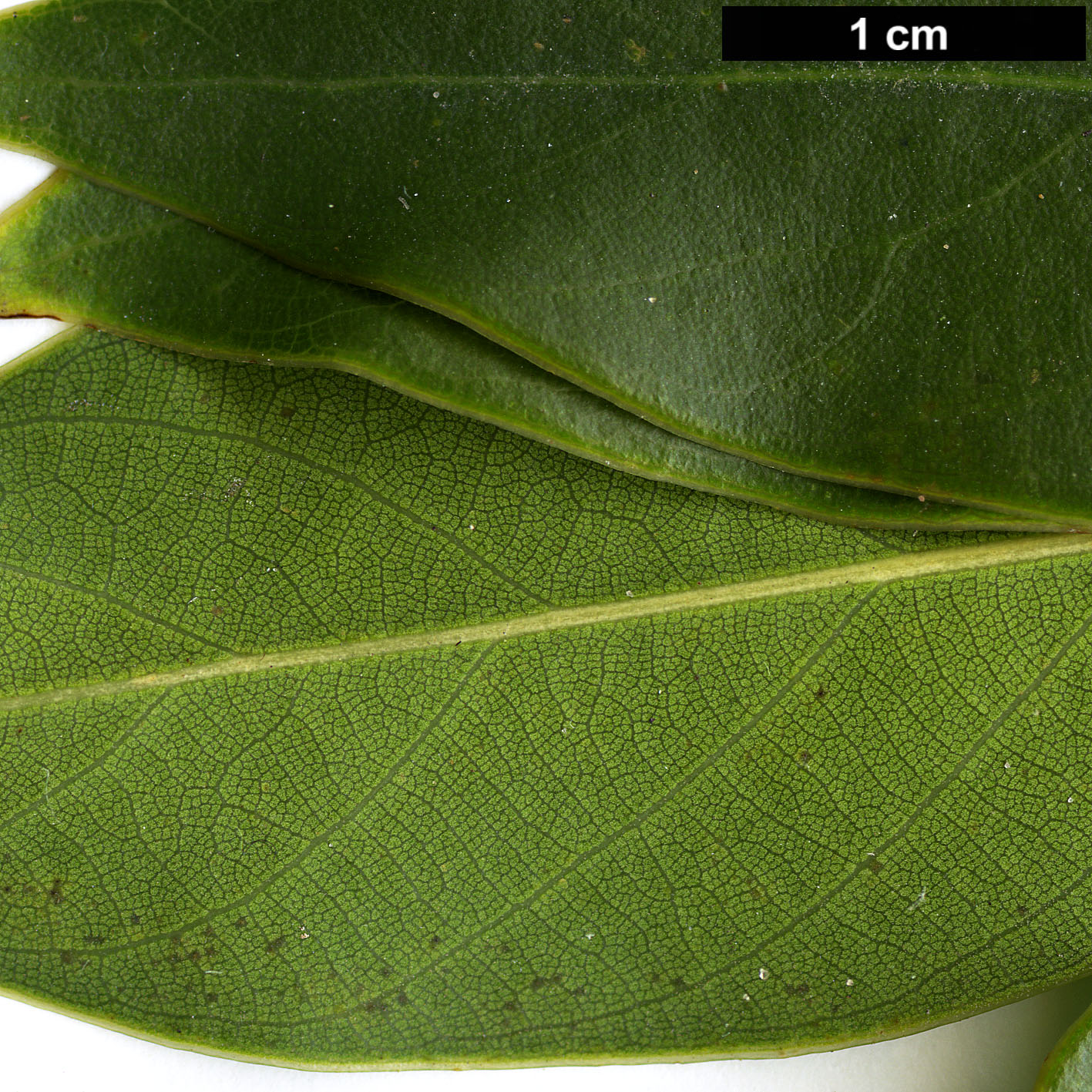 High resolution image: Family: Fagaceae - Genus: Lithocarpus - Taxon: litseifolius