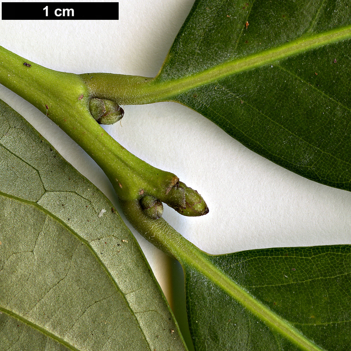 High resolution image: Family: Fagaceae - Genus: Lithocarpus - Taxon: pachyphyllus