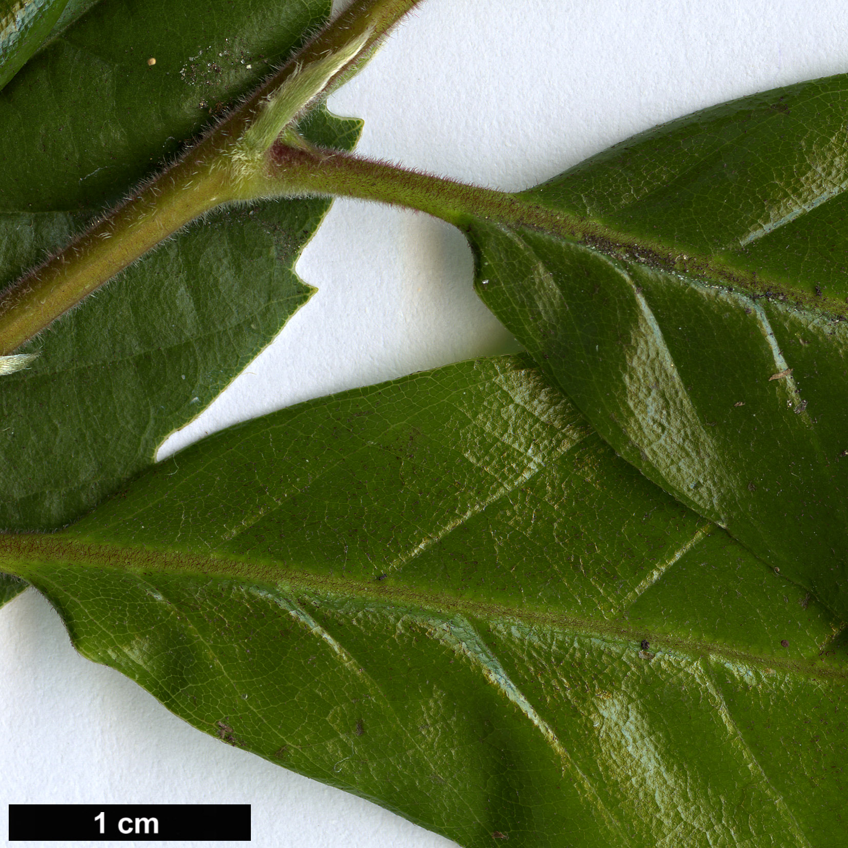 High resolution image: Family: Fagaceae - Genus: Lithocarpus - Taxon: quercifolius