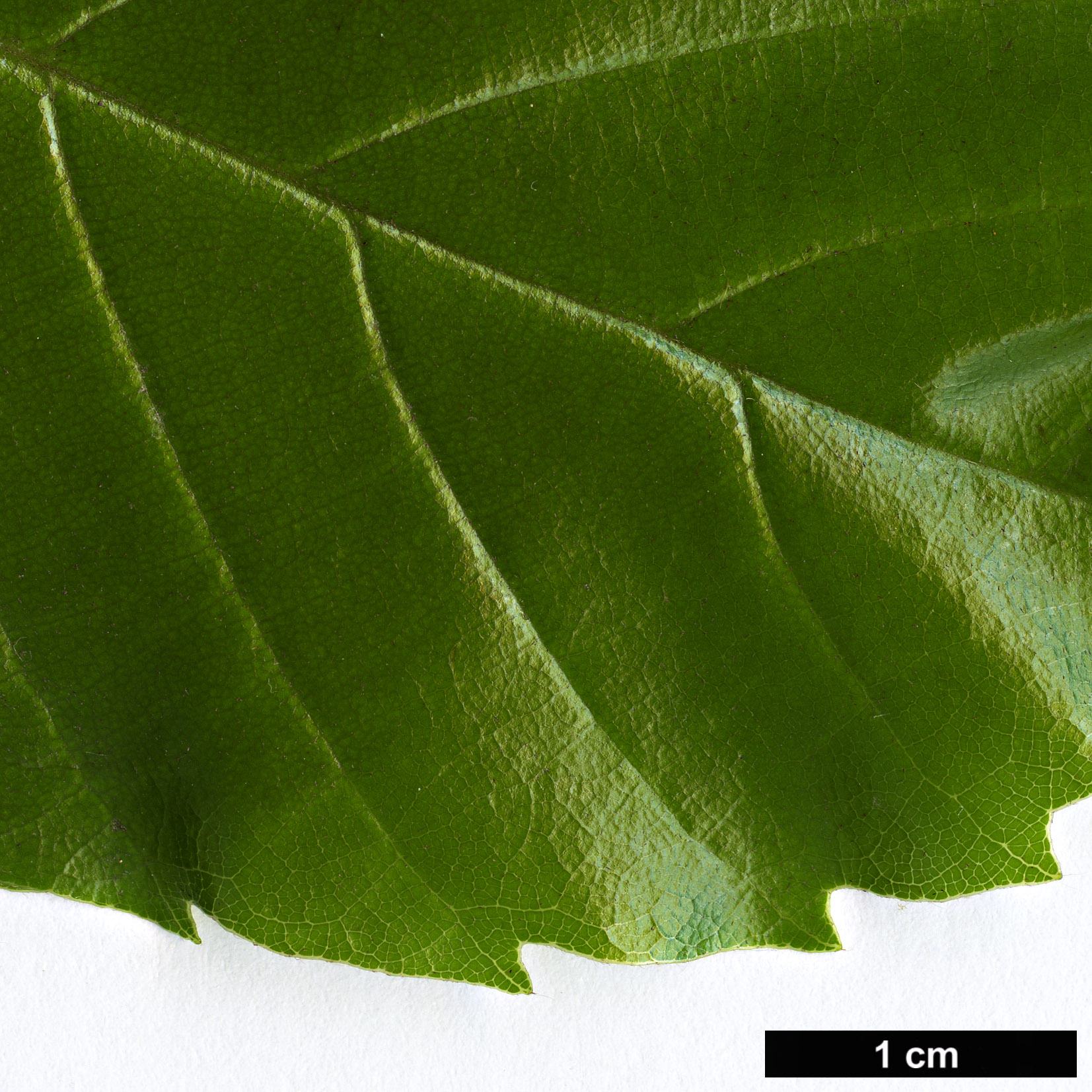 High resolution image: Family: Fagaceae - Genus: Lithocarpus - Taxon: quercifolius