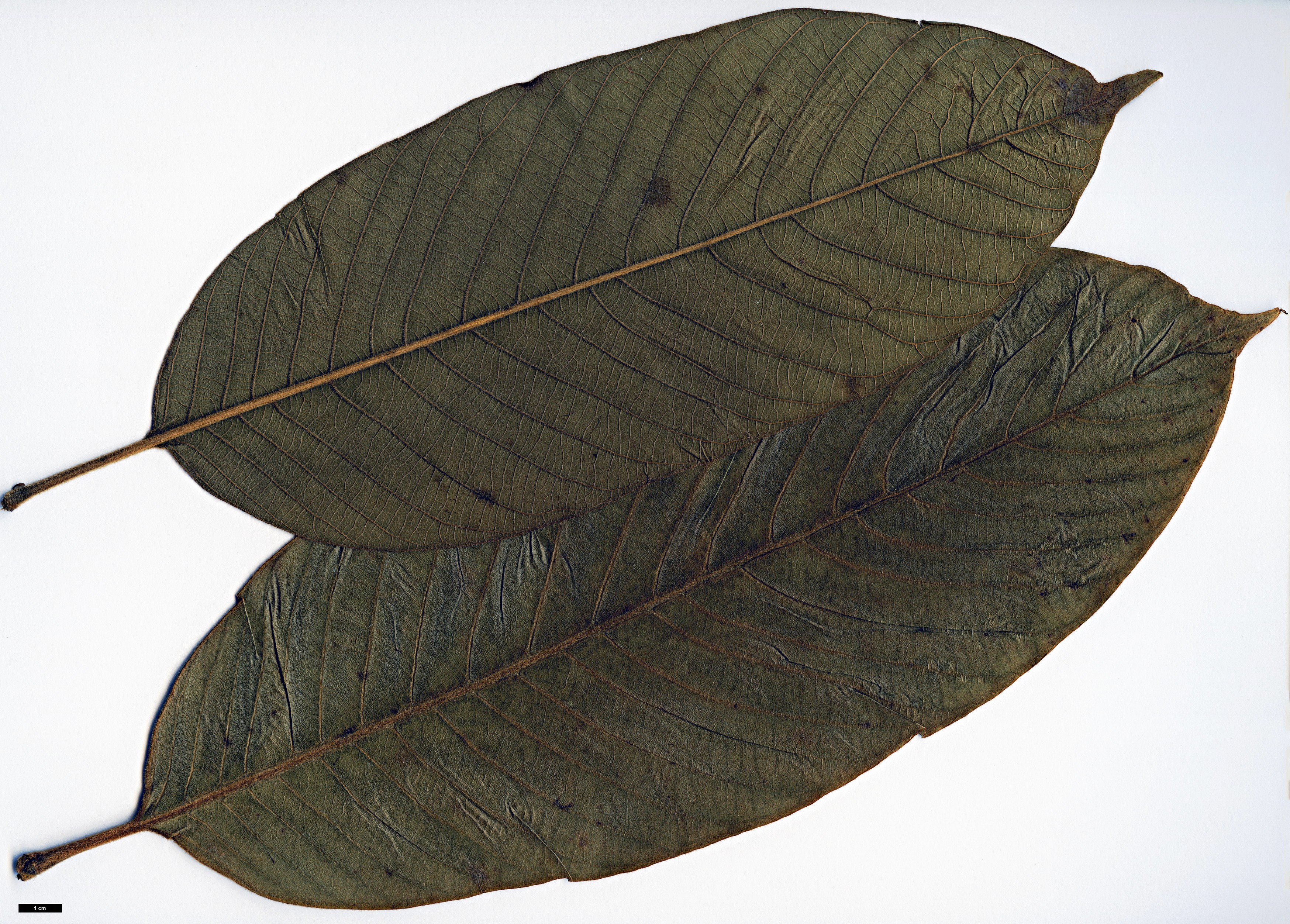 High resolution image: Family: Fagaceae - Genus: Lithocarpus - Taxon: uvariifolius