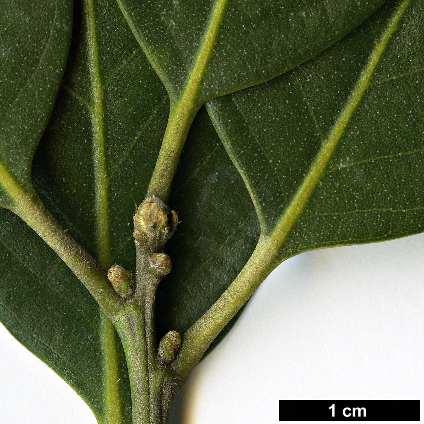 High resolution image: Family: Fagaceae - Genus: Lithocarpus - Taxon: variolosus