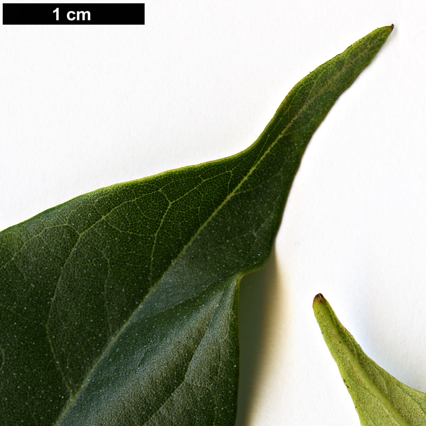 High resolution image: Family: Fagaceae - Genus: Lithocarpus - Taxon: variolosus