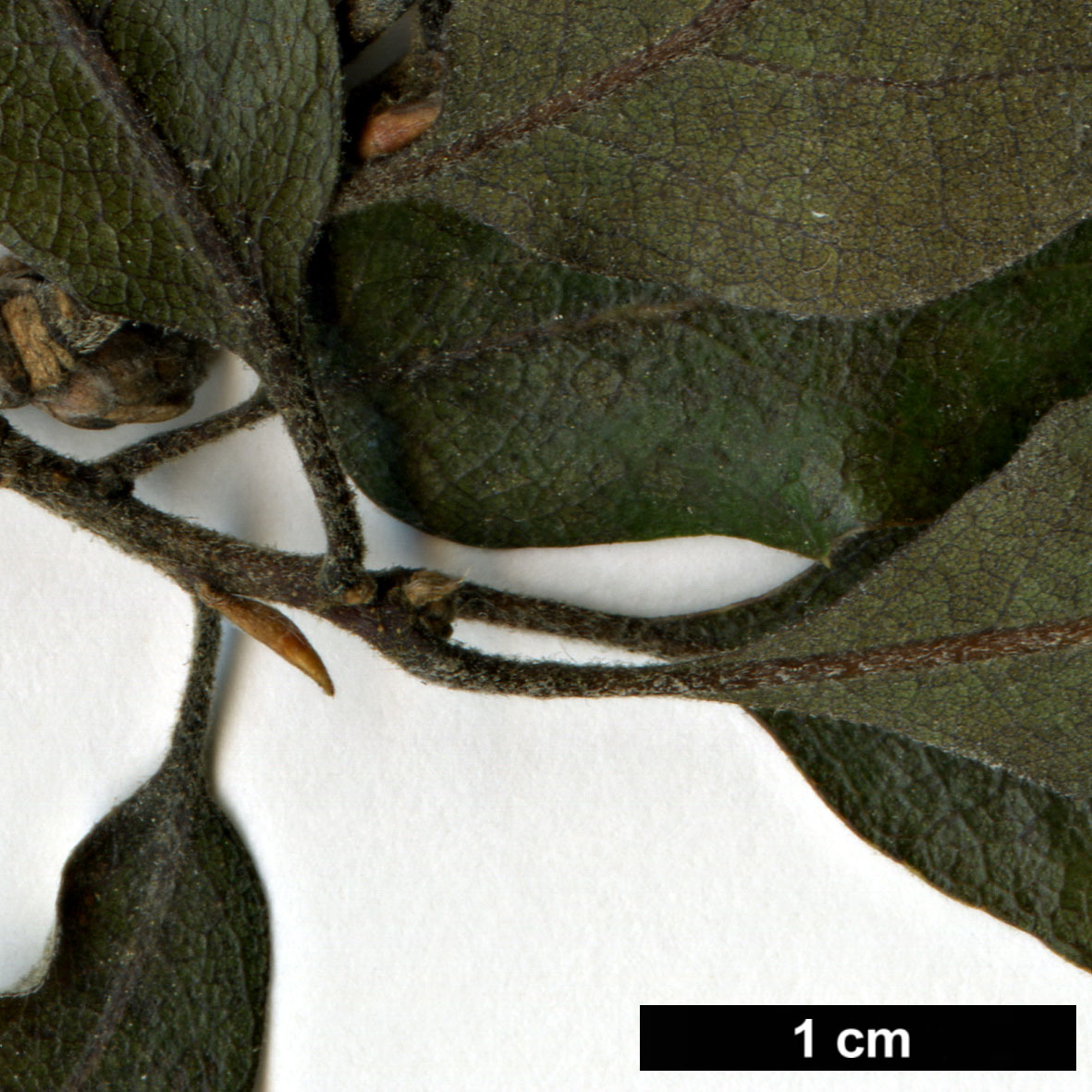 Family Fagaceae Genus Quercus Taxon Macdonaldii Q Lobata