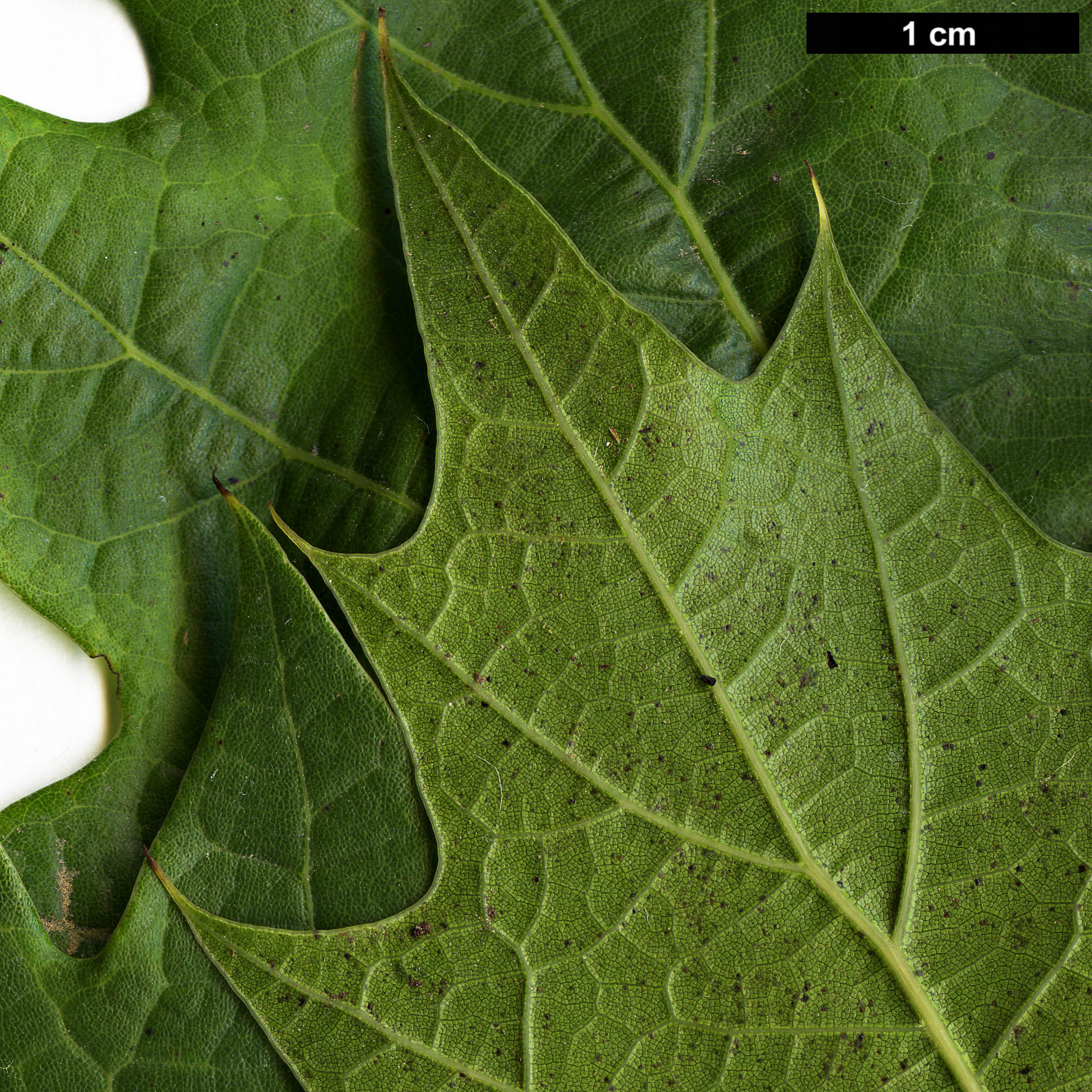 High resolution image: Family: Fagaceae - Genus: Quercus - Taxon: 'Chocha'