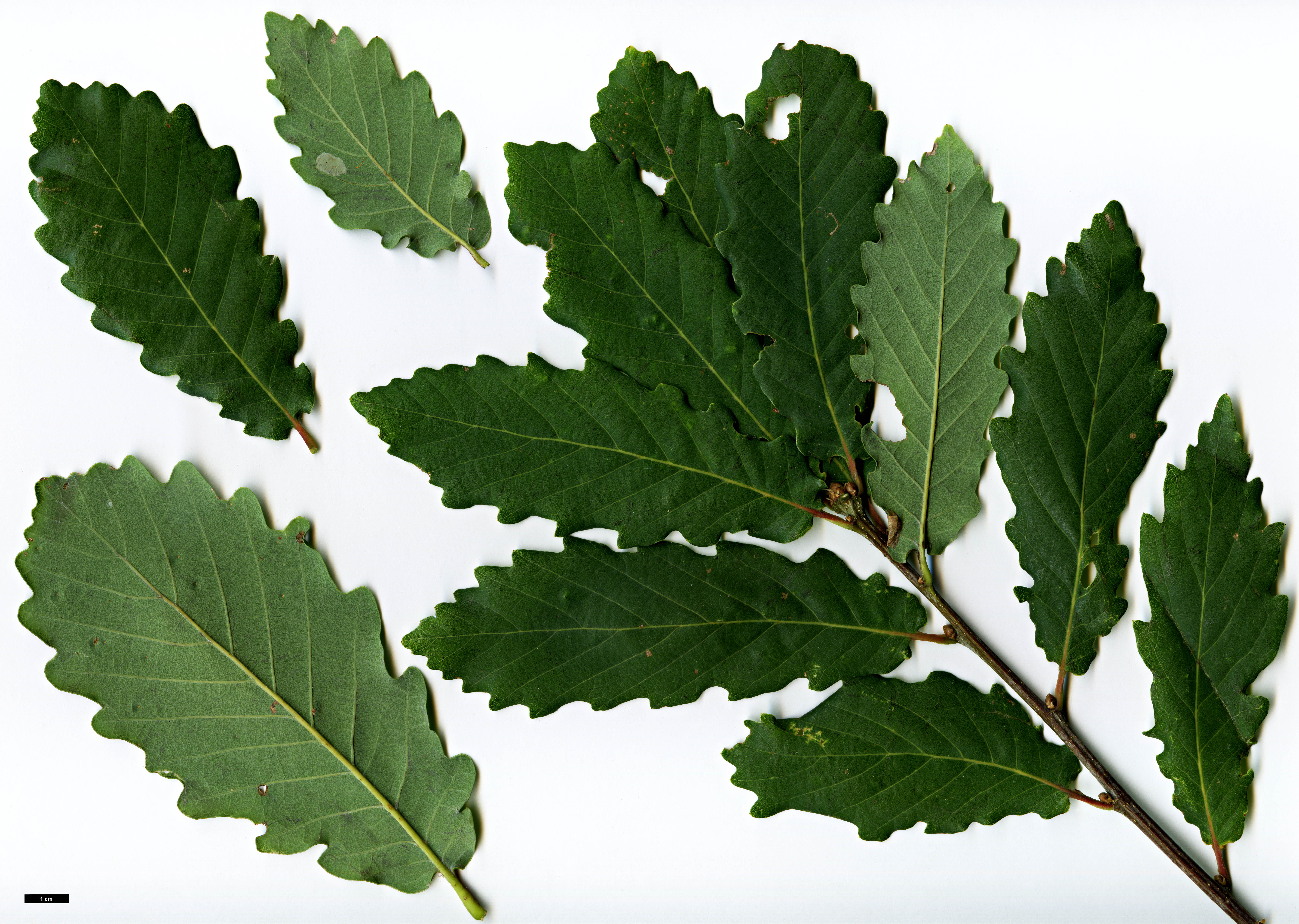 High resolution image: Family: Fagaceae - Genus: Quercus - Taxon: 'Kees'