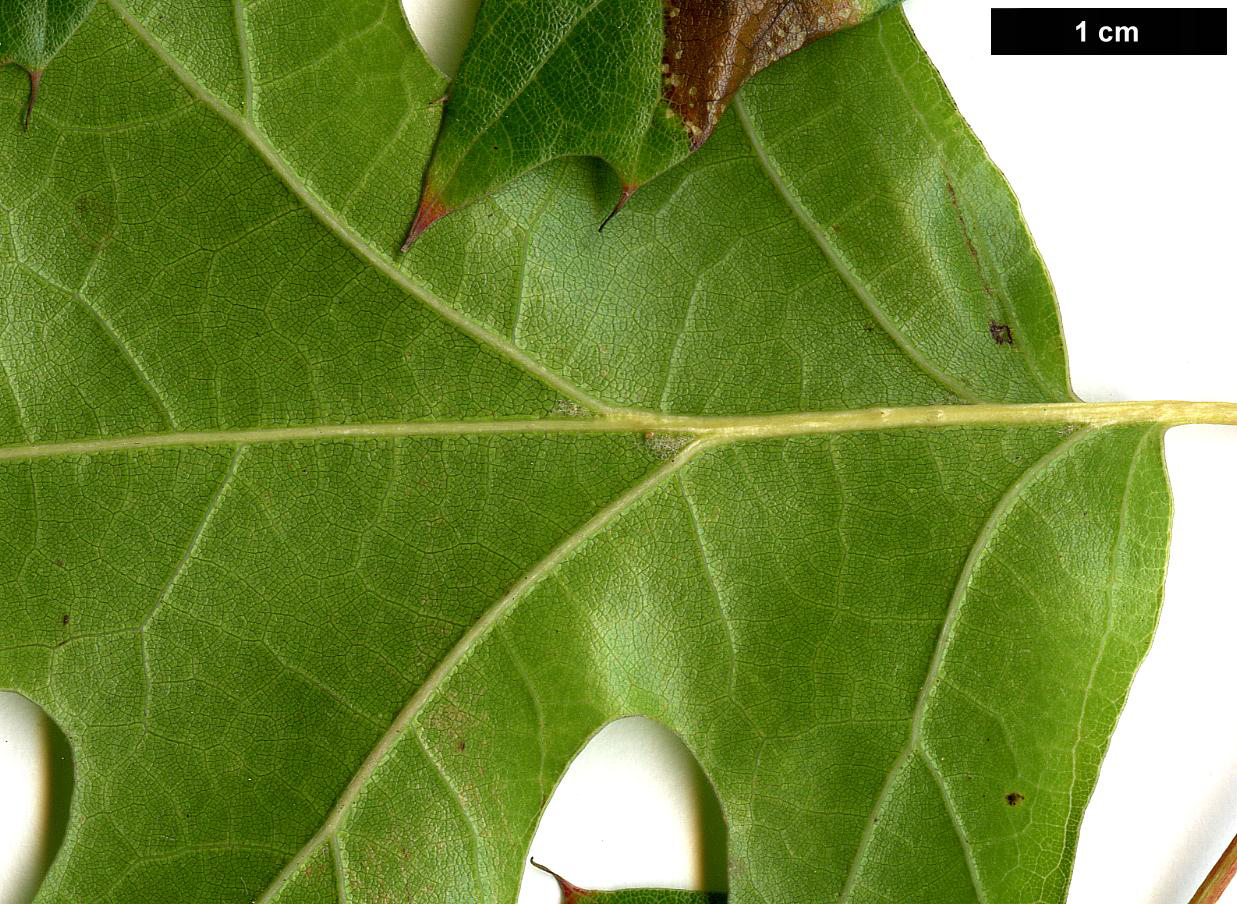 High resolution image: Family: Fagaceae - Genus: Quercus - Taxon: acerifolia