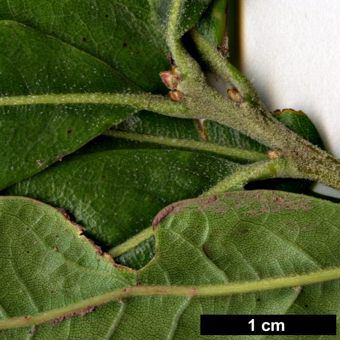 High resolution image: Family: Fagaceae - Genus: Quercus - Taxon: acherdophylla