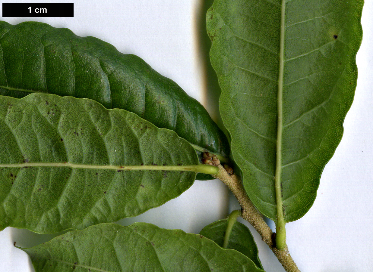 High resolution image: Family: Fagaceae - Genus: Quercus - Taxon: acherdophylla