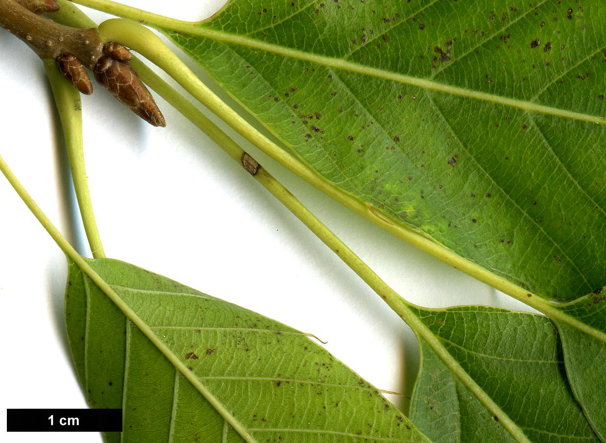 High resolution image: Family: Fagaceae - Genus: Quercus - Taxon: acutissima