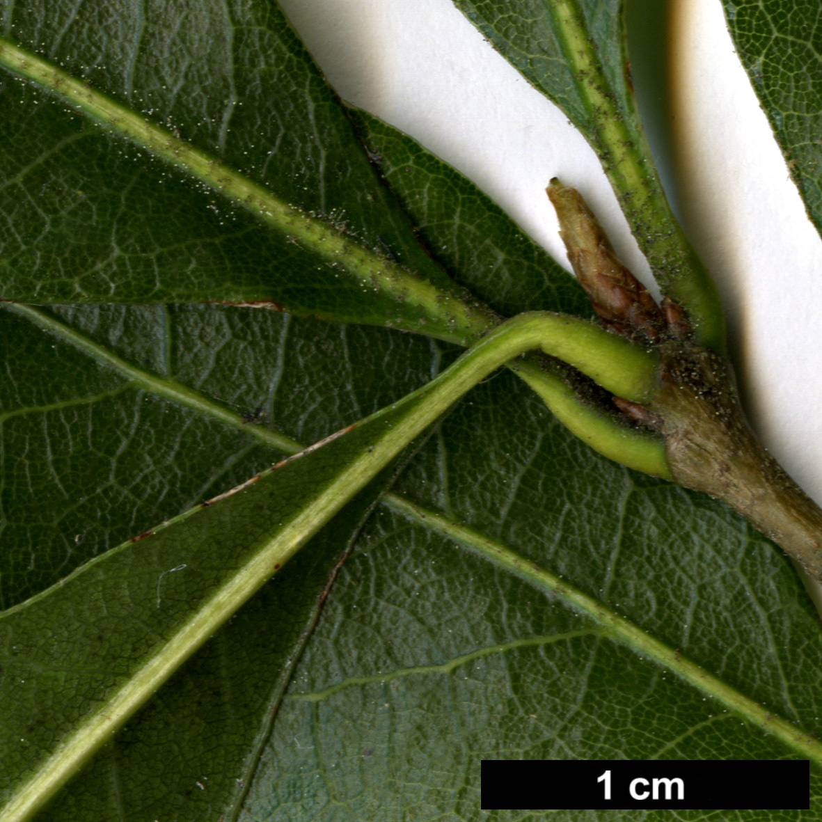 High resolution image: Family: Fagaceae - Genus: Quercus - Taxon: affinis