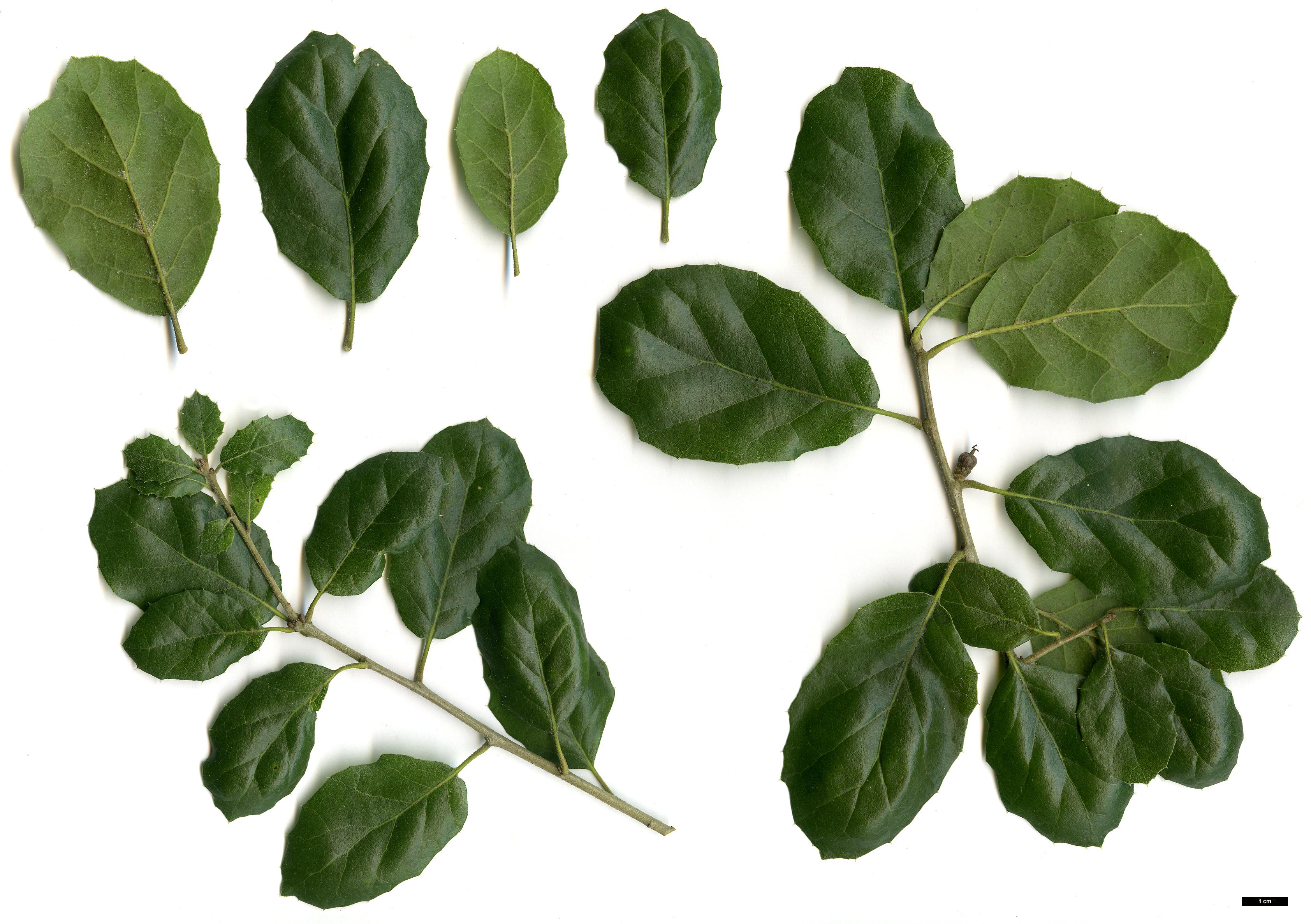 High resolution image: Family: Fagaceae - Genus: Quercus - Taxon: agrifolia