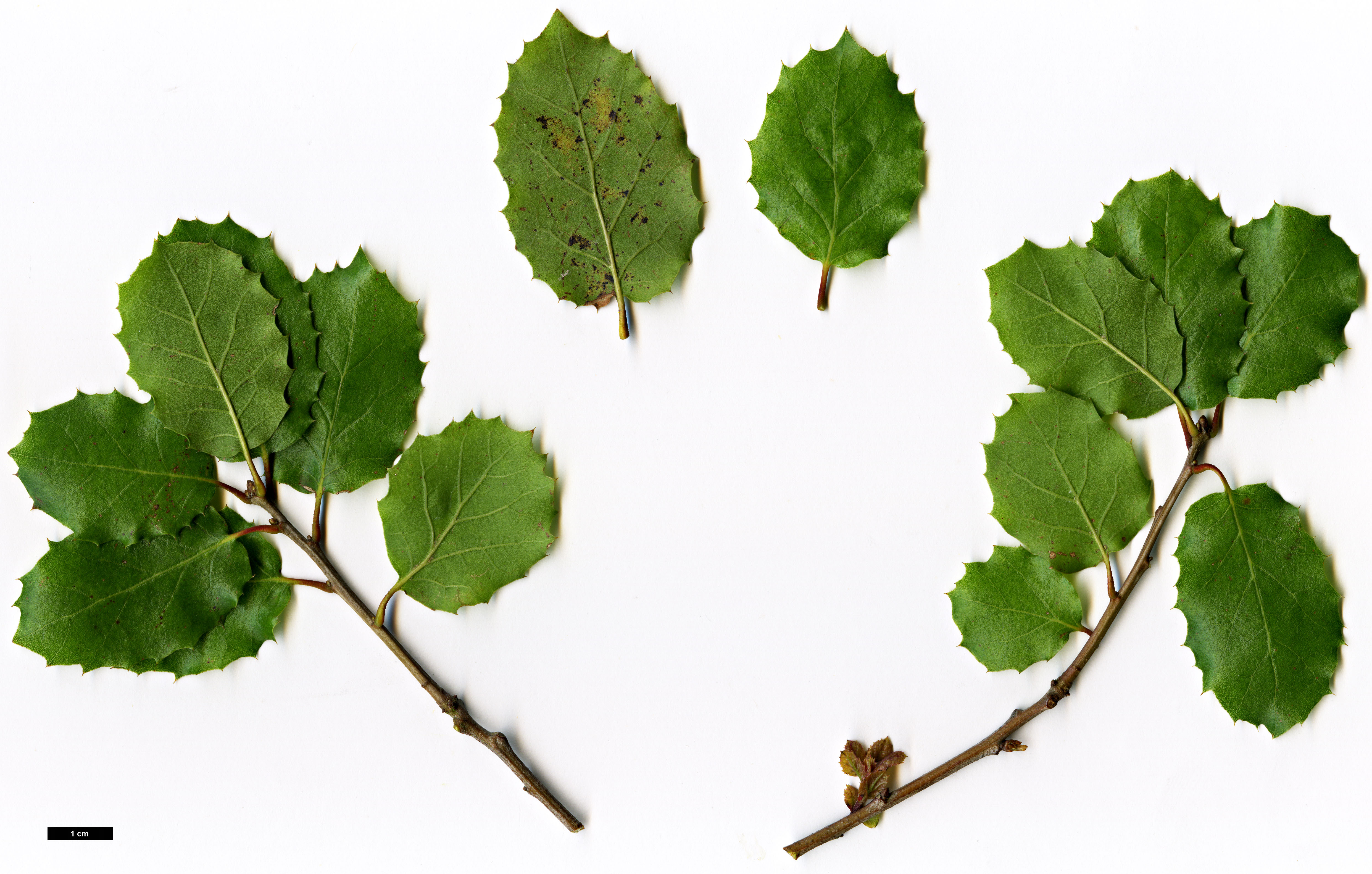 High resolution image: Family: Fagaceae - Genus: Quercus - Taxon: agrifolia