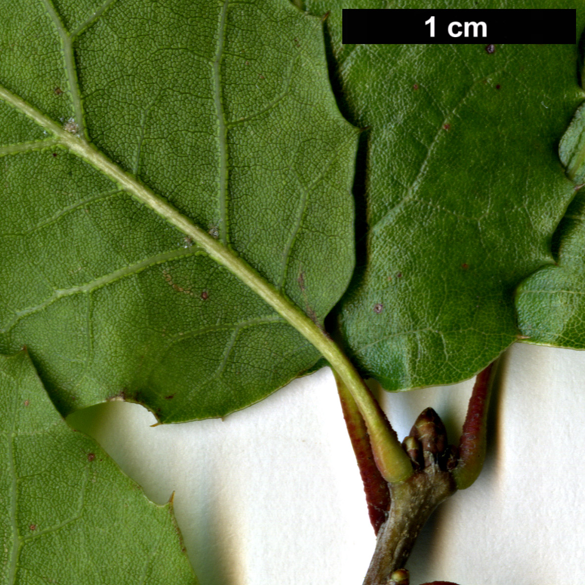 High resolution image: Family: Fagaceae - Genus: Quercus - Taxon: agrifolia