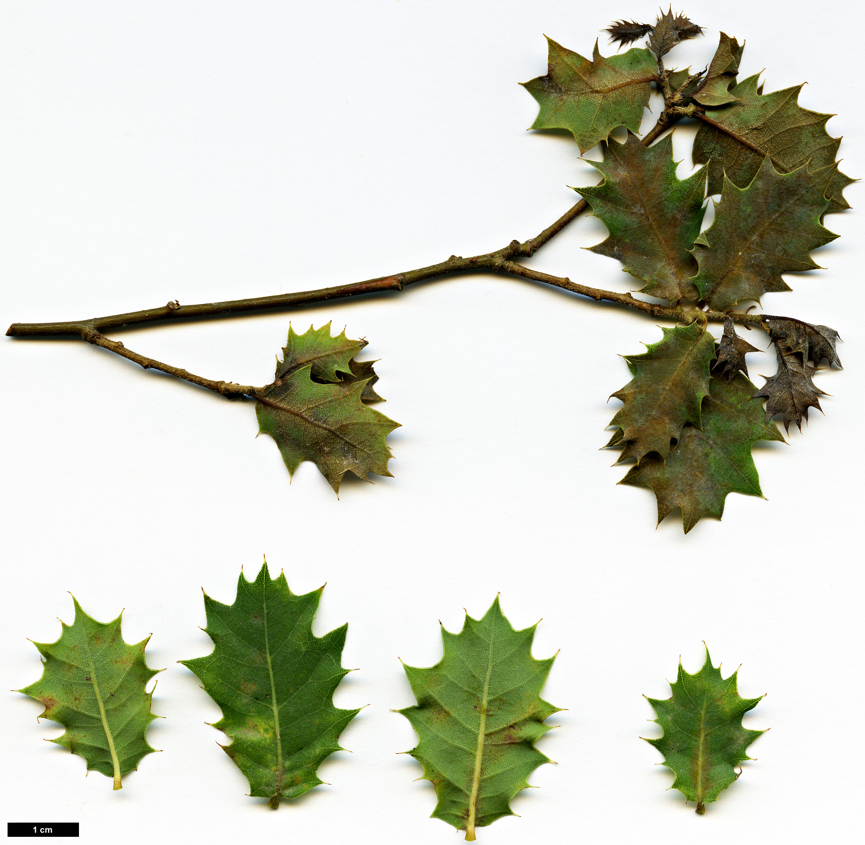 High resolution image: Family: Fagaceae - Genus: Quercus - Taxon: ajoensis