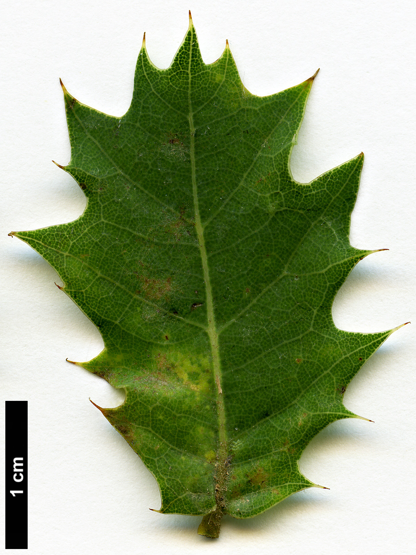 High resolution image: Family: Fagaceae - Genus: Quercus - Taxon: ajoensis
