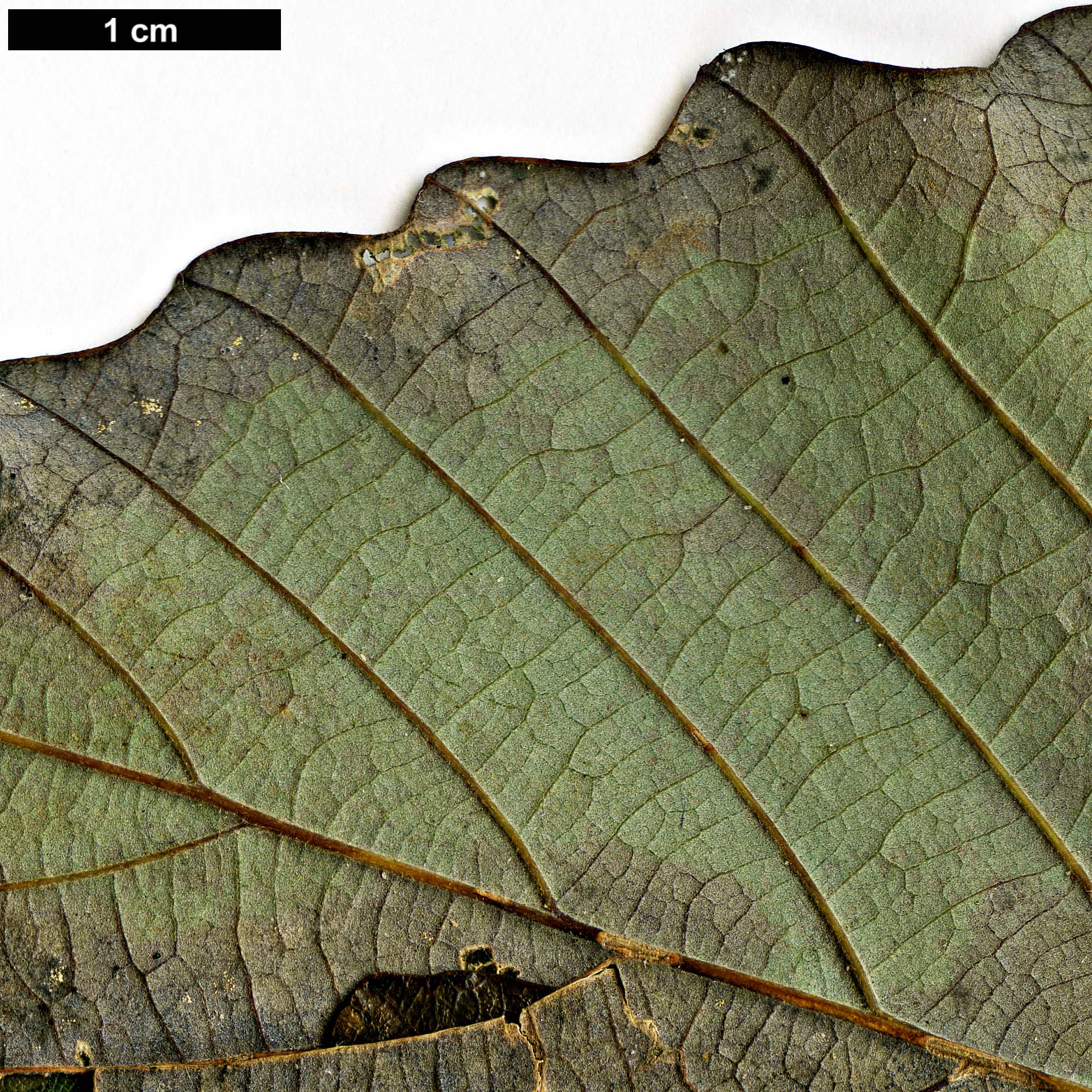 High resolution image: Family: Fagaceae - Genus: Quercus - Taxon: aliena