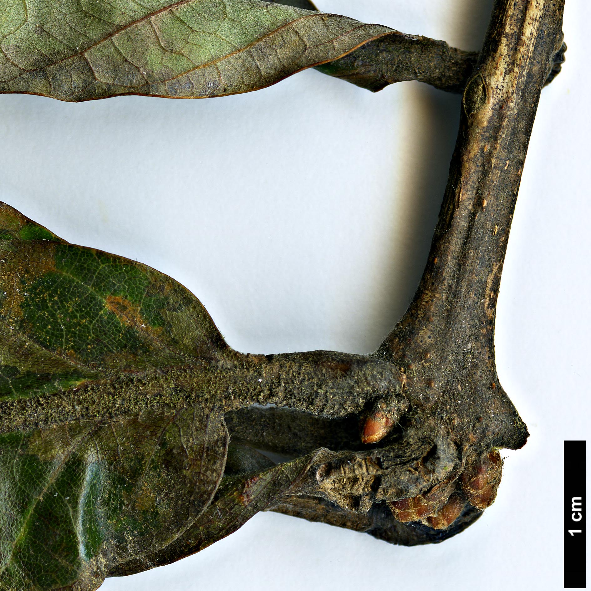 High resolution image: Family: Fagaceae - Genus: Quercus - Taxon: aliena