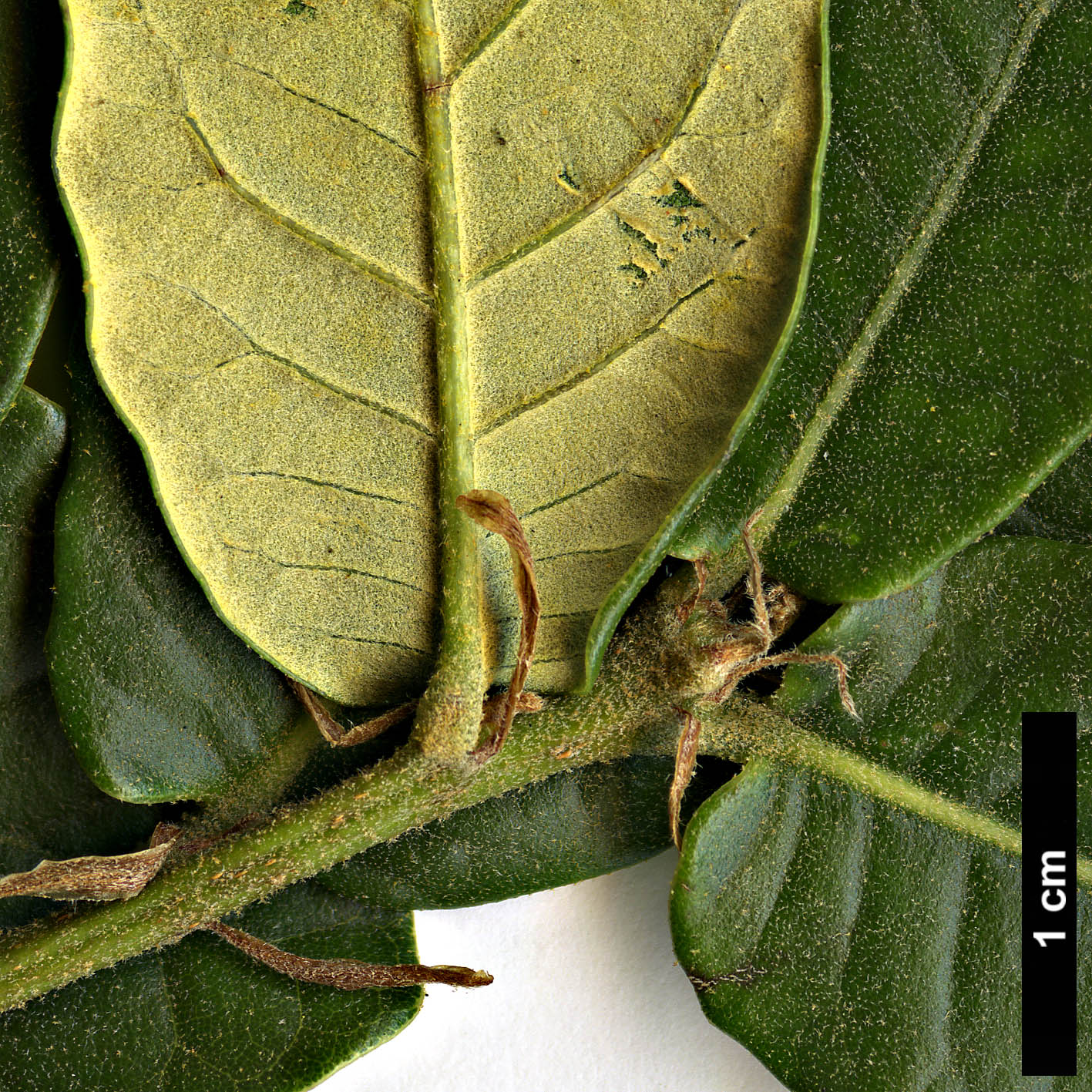 High resolution image: Family: Fagaceae - Genus: Quercus - Taxon: aquifolioides