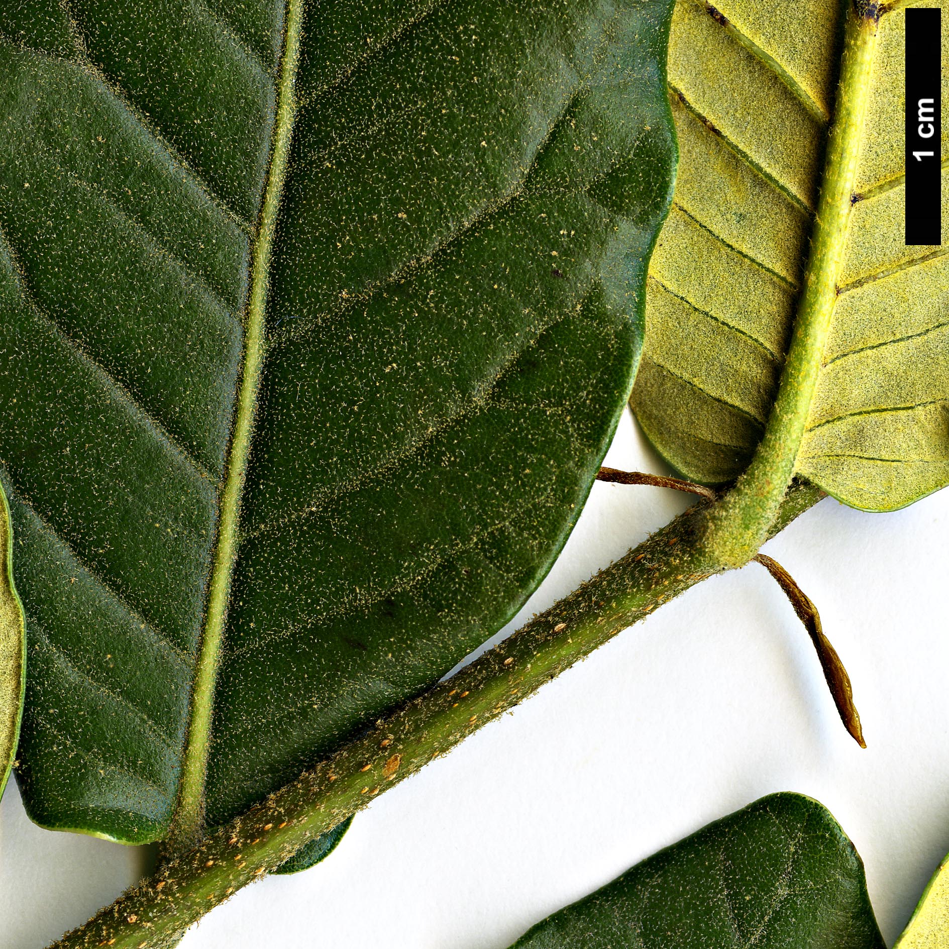 High resolution image: Family: Fagaceae - Genus: Quercus - Taxon: aquifolioides