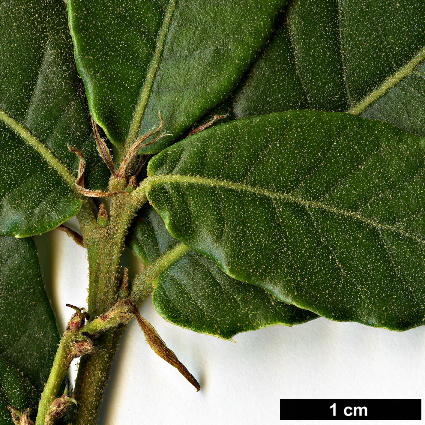 High resolution image: Family: Fagaceae - Genus: Quercus - Taxon: aquifolioides