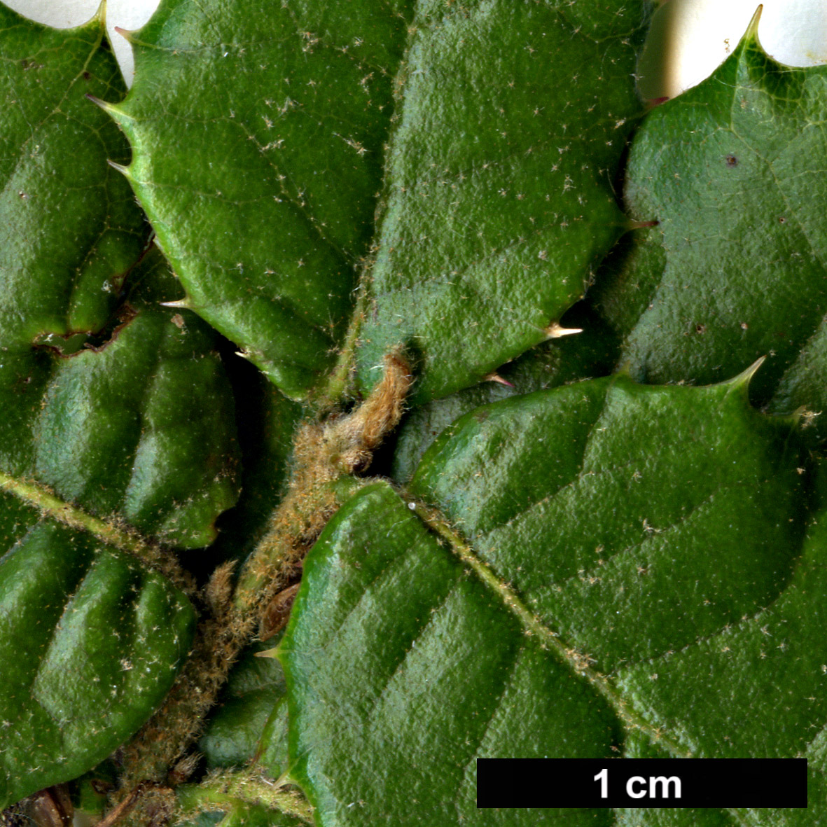 High resolution image: Family: Fagaceae - Genus: Quercus - Taxon: aquifolioides