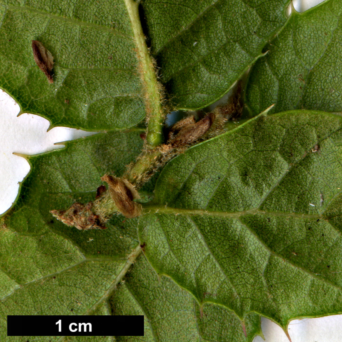 High resolution image: Family: Fagaceae - Genus: Quercus - Taxon: aquifolioides