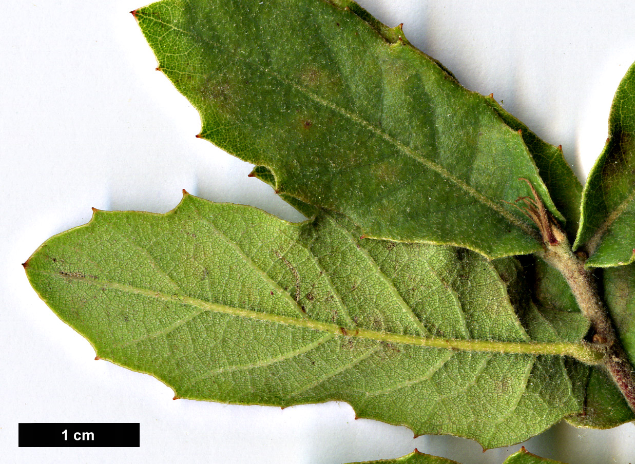 High resolution image: Family: Fagaceae - Genus: Quercus - Taxon: arizonica