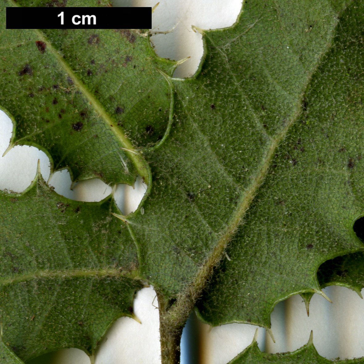 High resolution image: Family: Fagaceae - Genus: Quercus - Taxon: aucheri