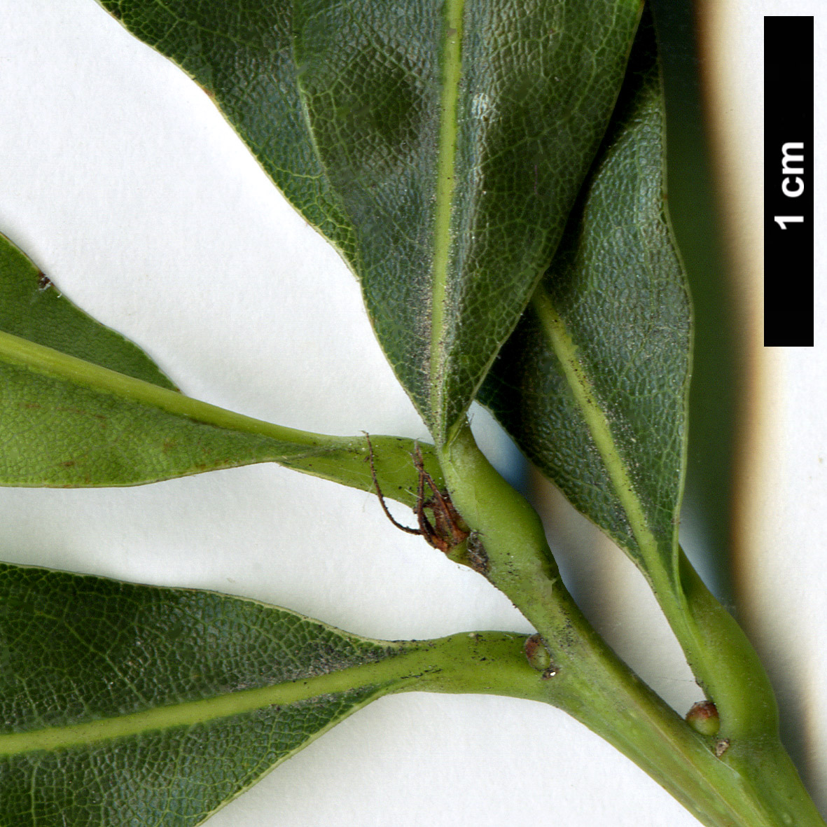 High resolution image: Family: Fagaceae - Genus: Quercus - Taxon: austrina