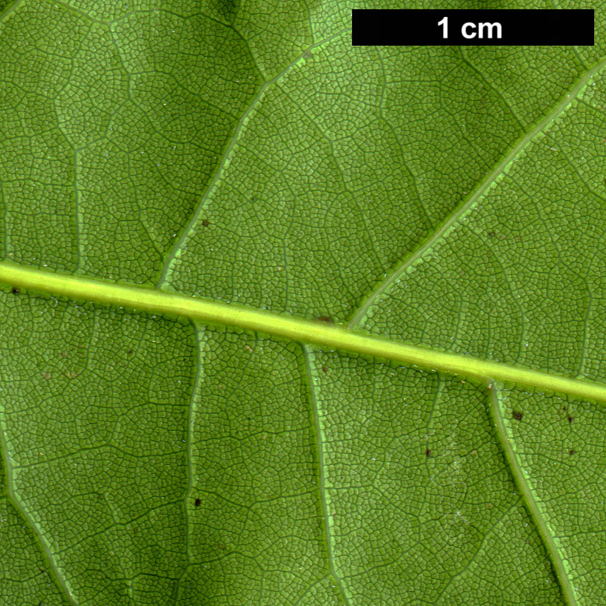 High resolution image: Family: Fagaceae - Genus: Quercus - Taxon: austrina