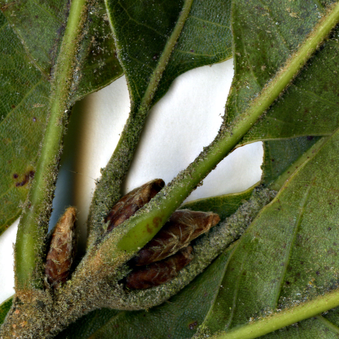 High resolution image: Family: Fagaceae - Genus: Quercus - Taxon: benthamii