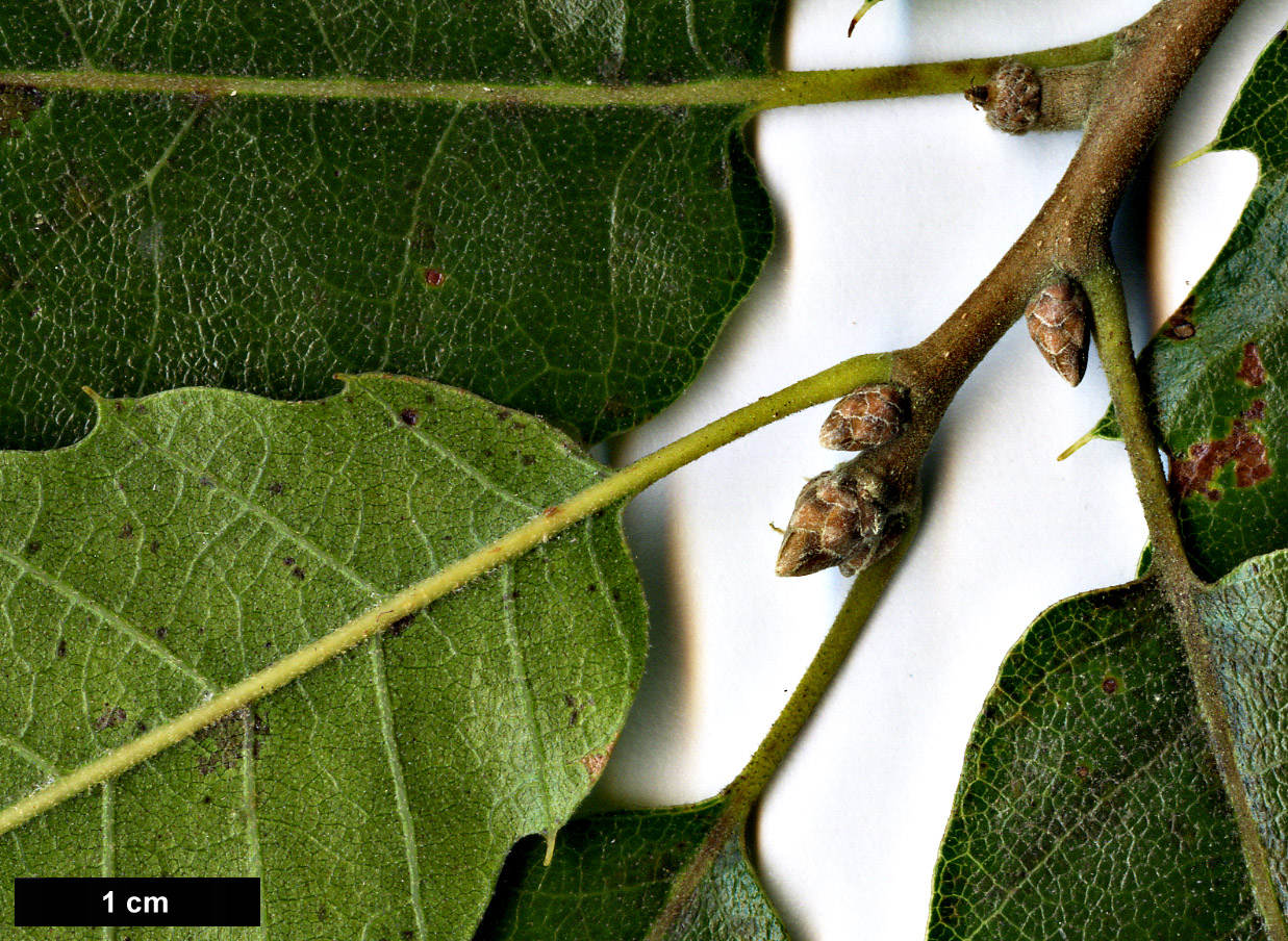 High resolution image: Family: Fagaceae - Genus: Quercus - Taxon: brantii