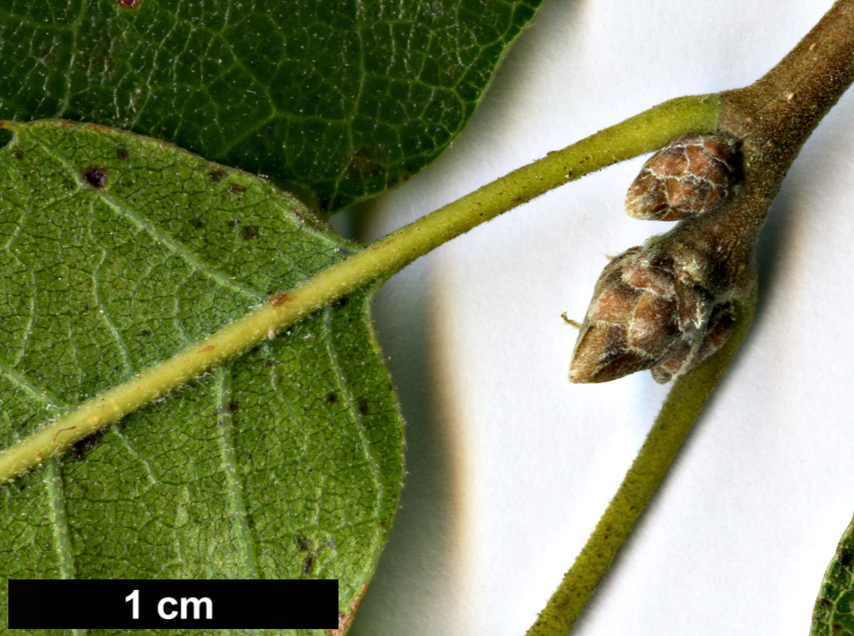 High resolution image: Family: Fagaceae - Genus: Quercus - Taxon: brantii