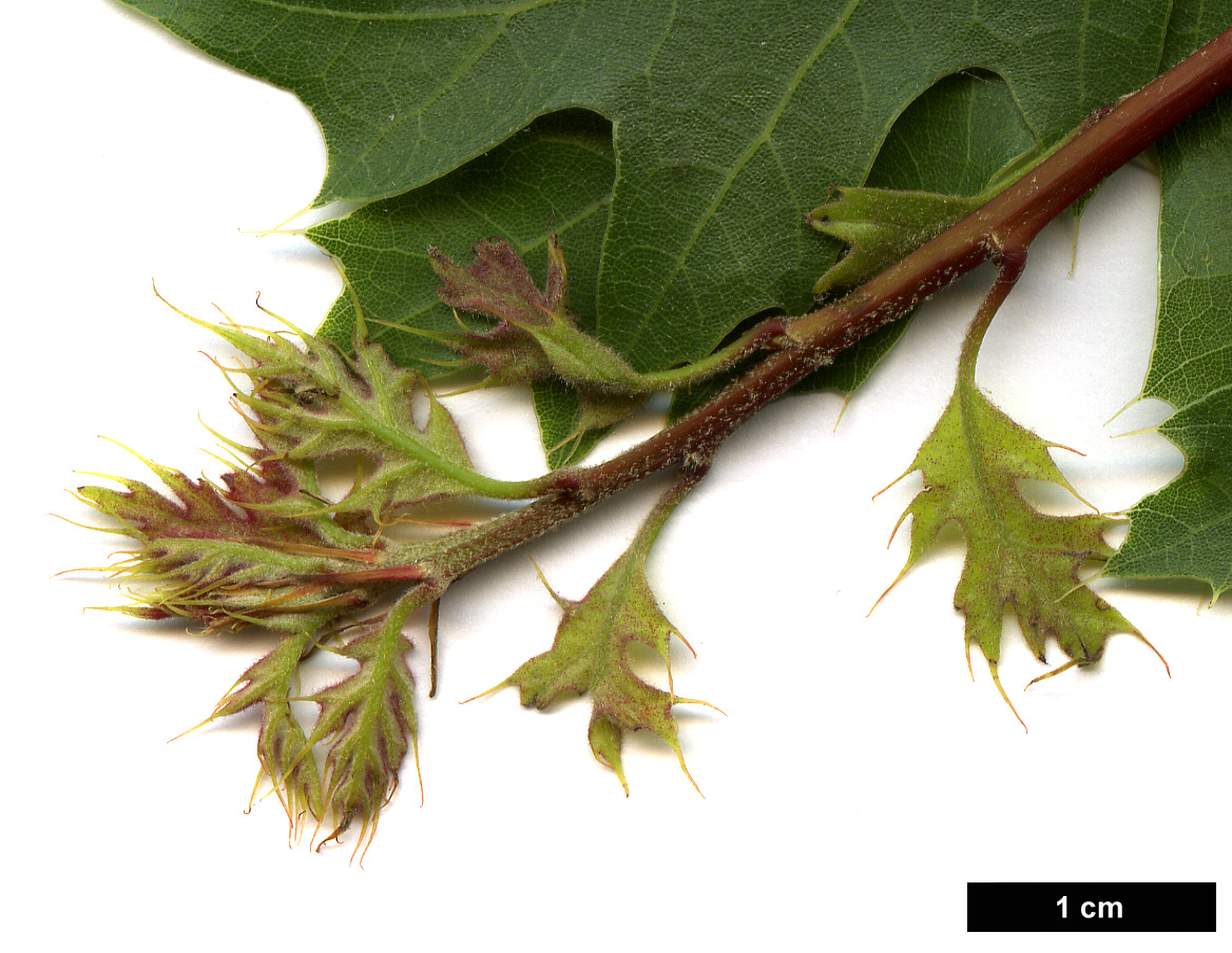 High resolution image: Family: Fagaceae - Genus: Quercus - Taxon: buckleyi