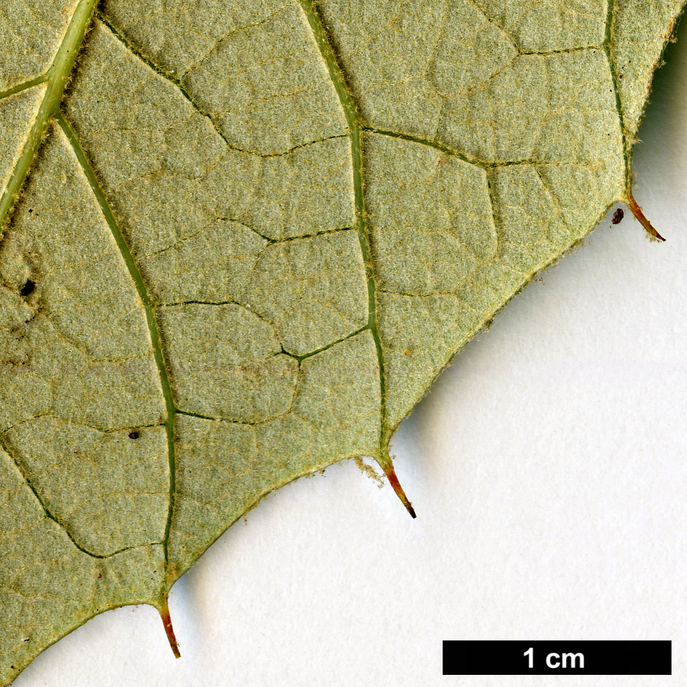 High resolution image: Family: Fagaceae - Genus: Quercus - Taxon: calophylla