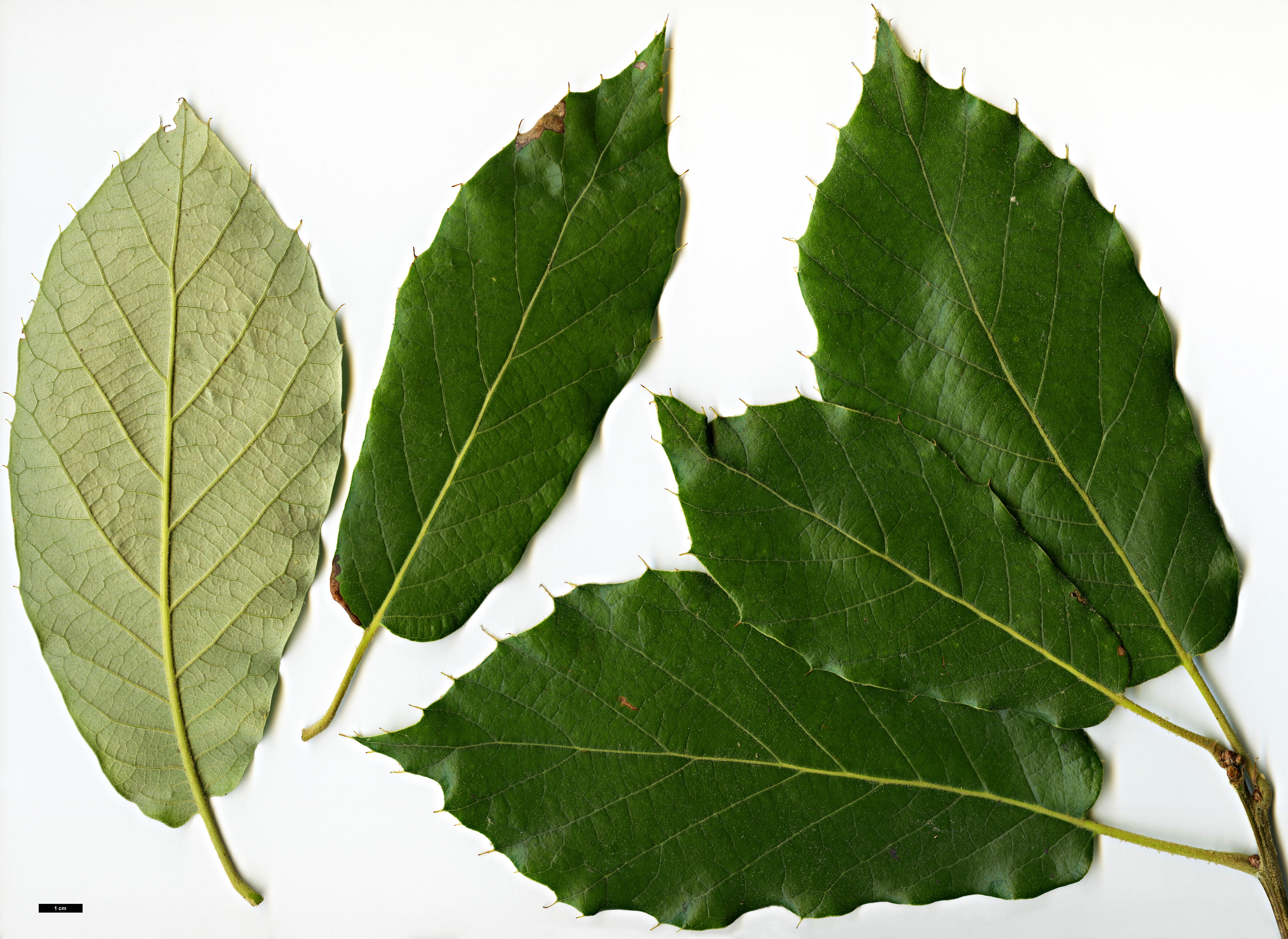 High resolution image: Family: Fagaceae - Genus: Quercus - Taxon: calophylla