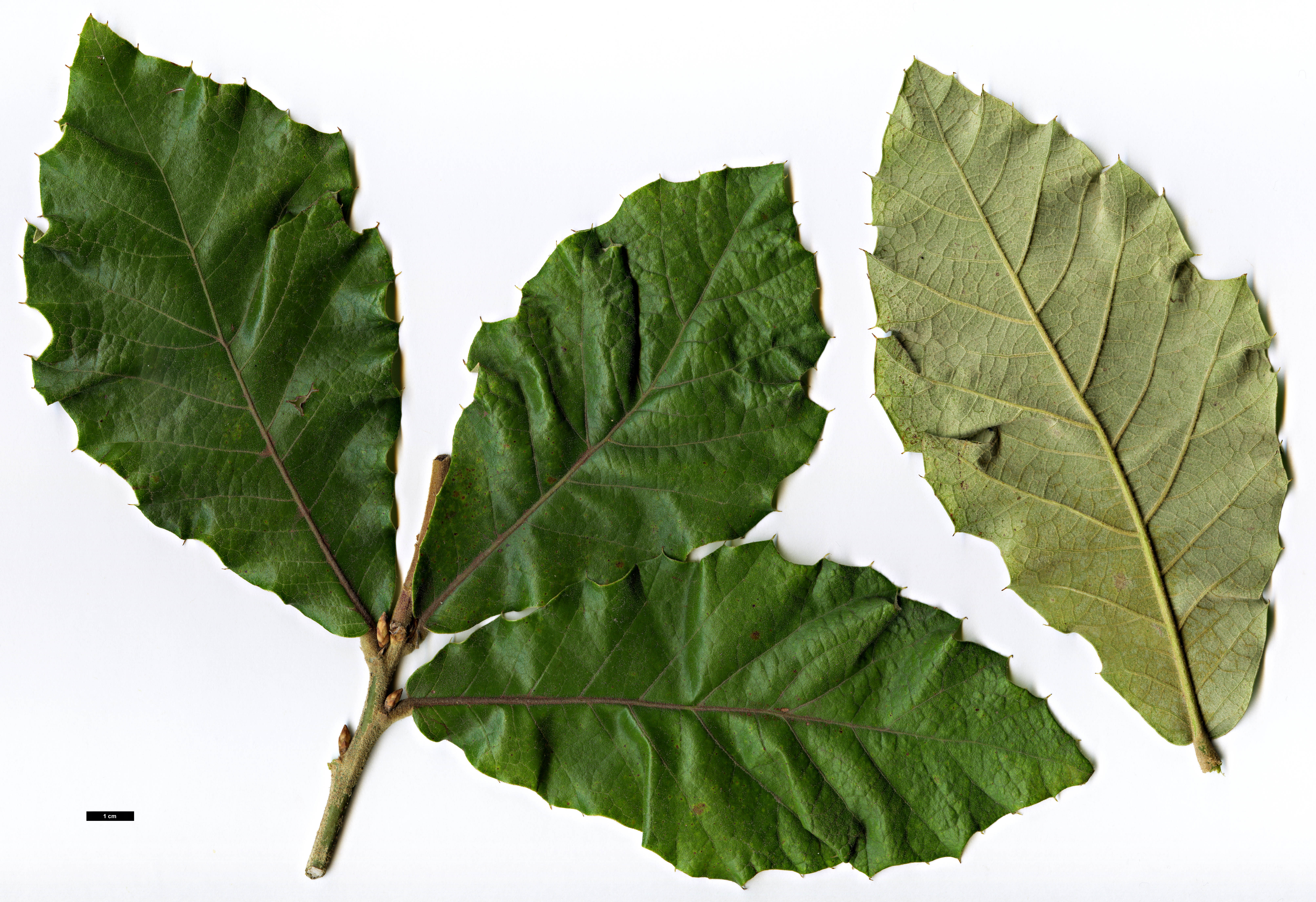 High resolution image: Family: Fagaceae - Genus: Quercus - Taxon: calophylla