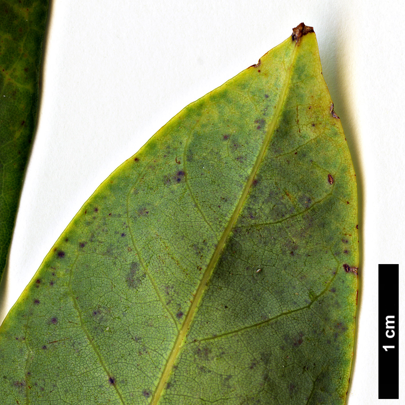 High resolution image: Family: Fagaceae - Genus: Quercus - Taxon: camusiae