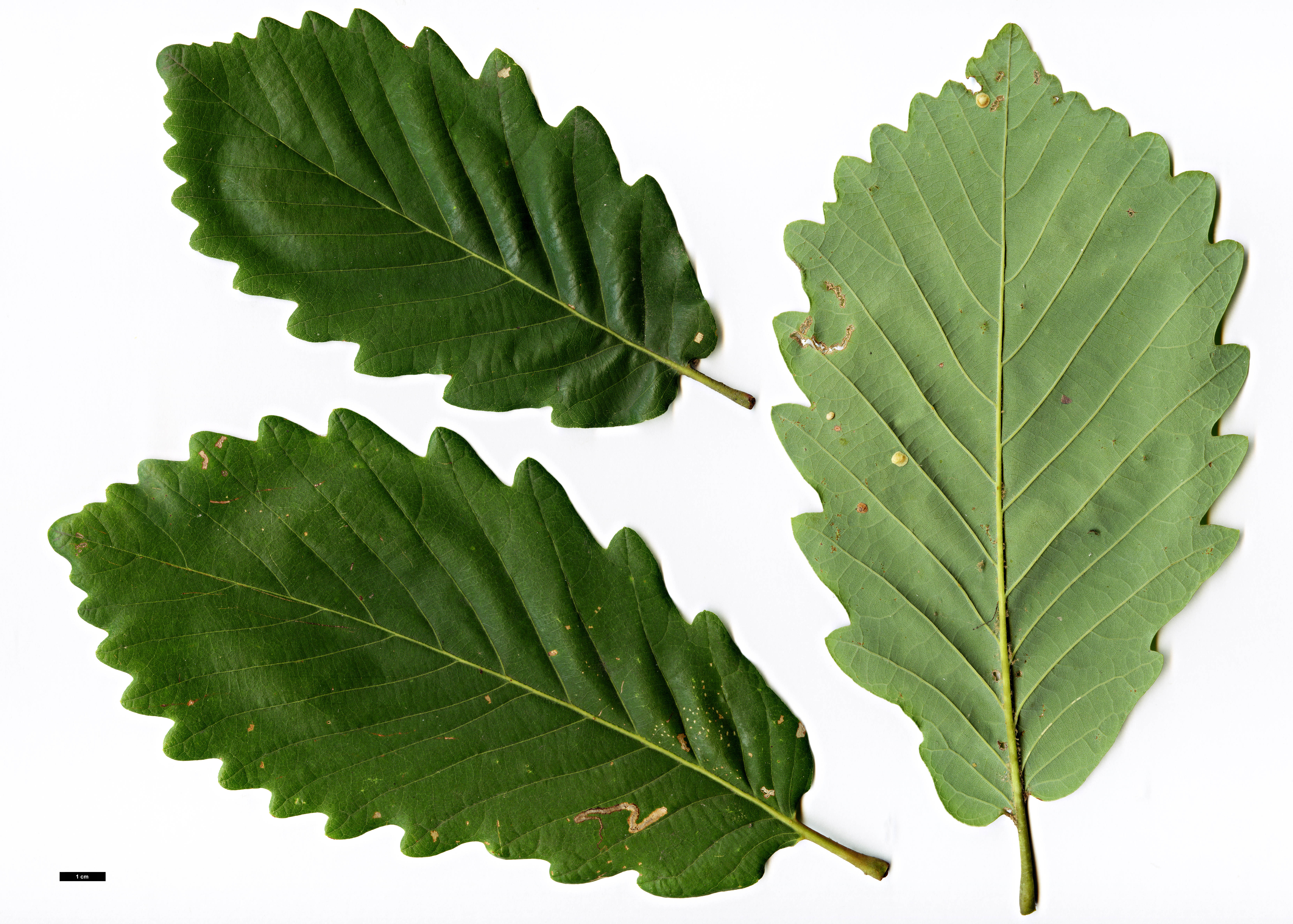 High resolution image: Family: Fagaceae - Genus: Quercus - Taxon: canariensis
