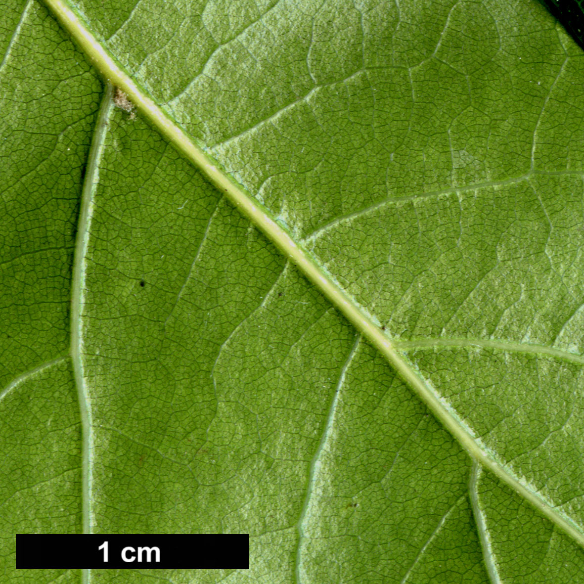 High resolution image: Family: Fagaceae - Genus: Quercus - Taxon: canbyi