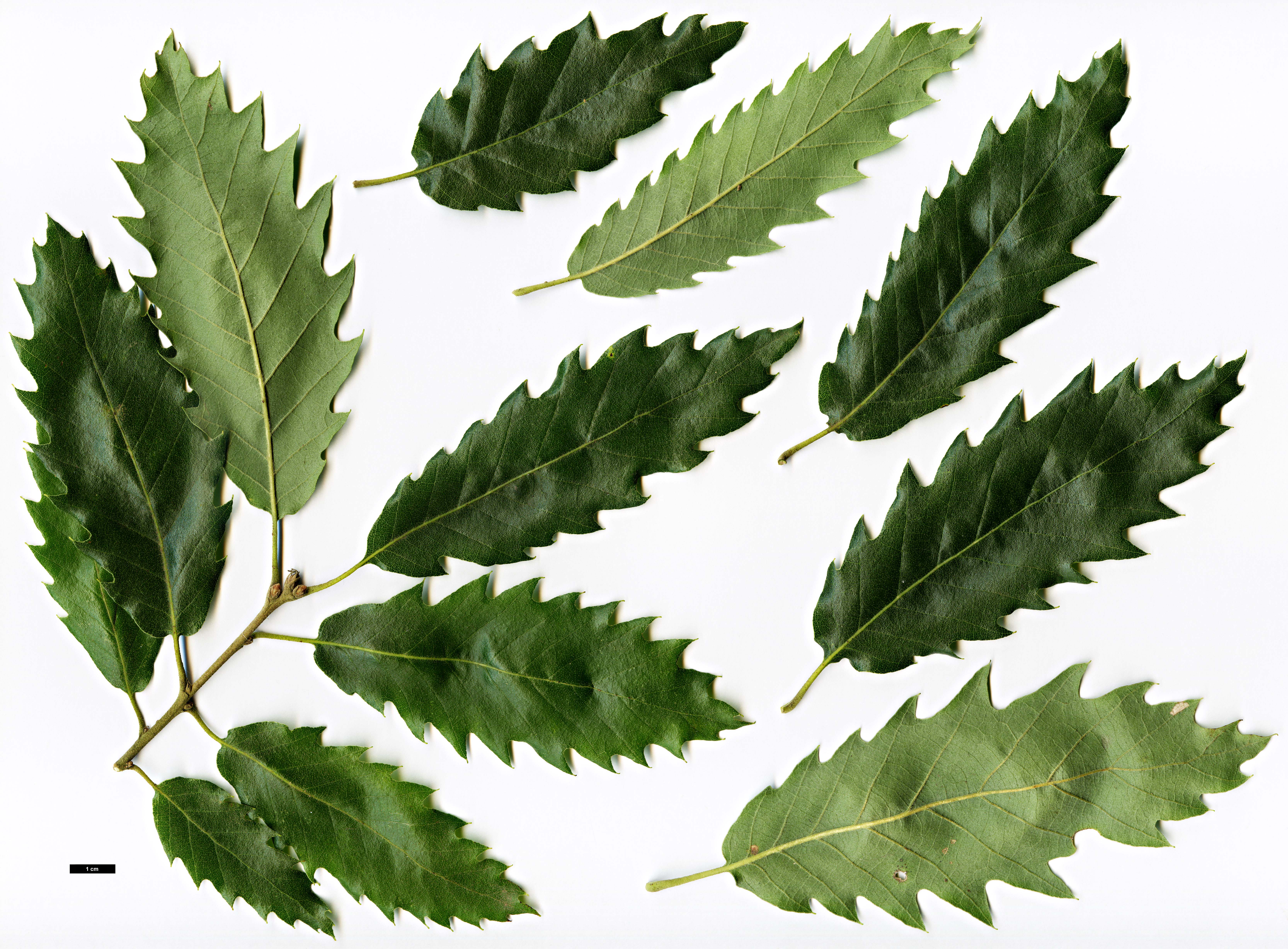 High resolution image: Family: Fagaceae - Genus: Quercus - Taxon: castaneifolia - SpeciesSub: 'Zorgvlied'