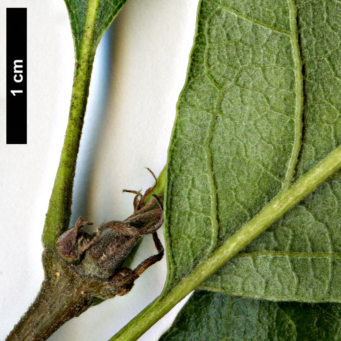 High resolution image: Family: Fagaceae - Genus: Quercus - Taxon: castaneifolia