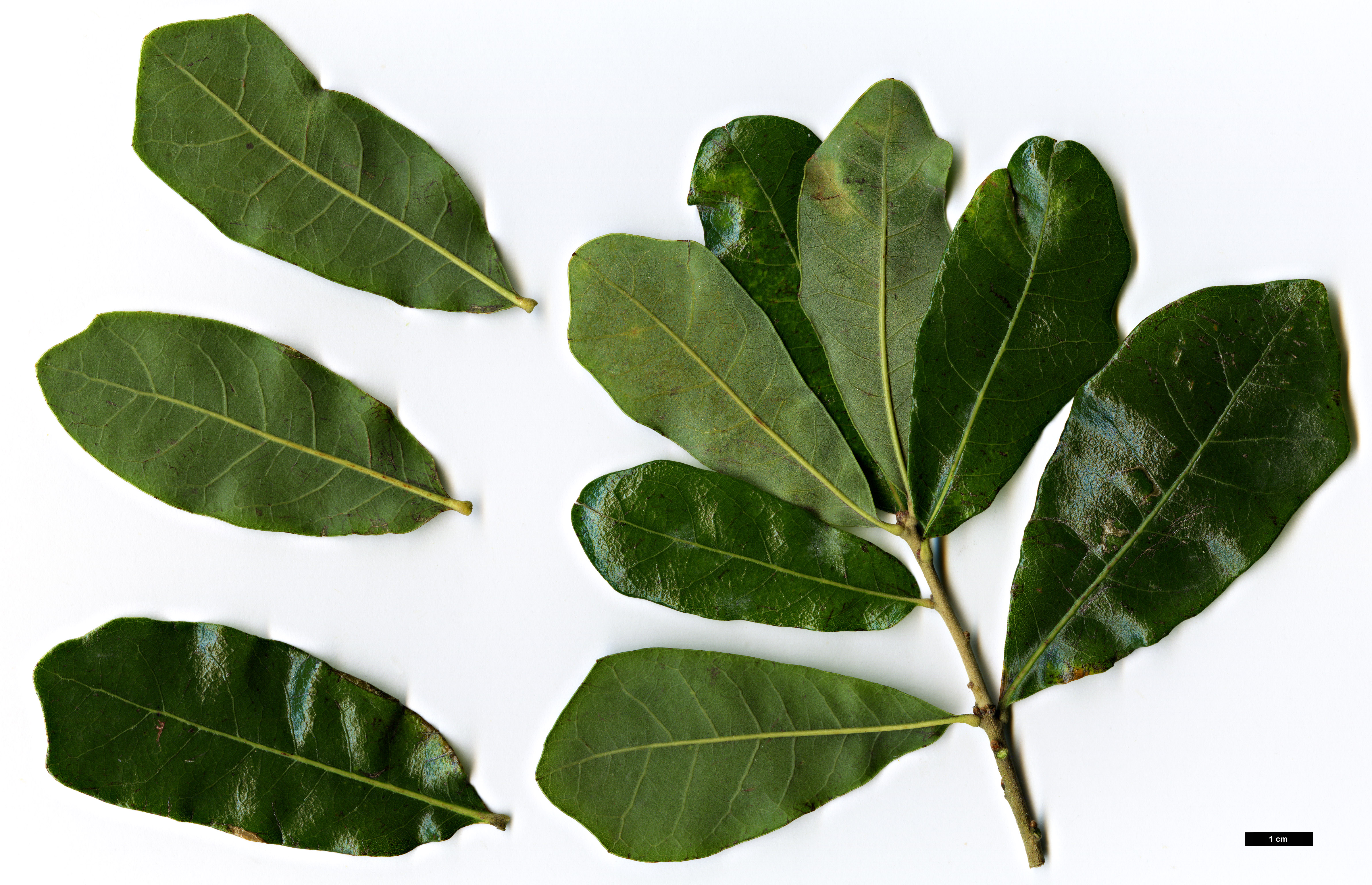 High resolution image: Family: Fagaceae - Genus: Quercus - Taxon: chapmanii