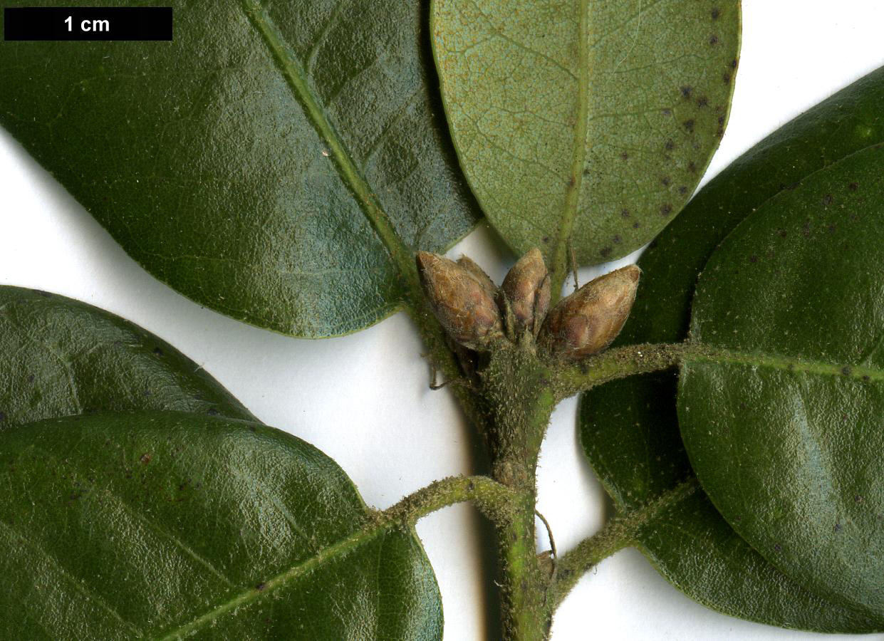 High resolution image: Family: Fagaceae - Genus: Quercus - Taxon: chrysolepis